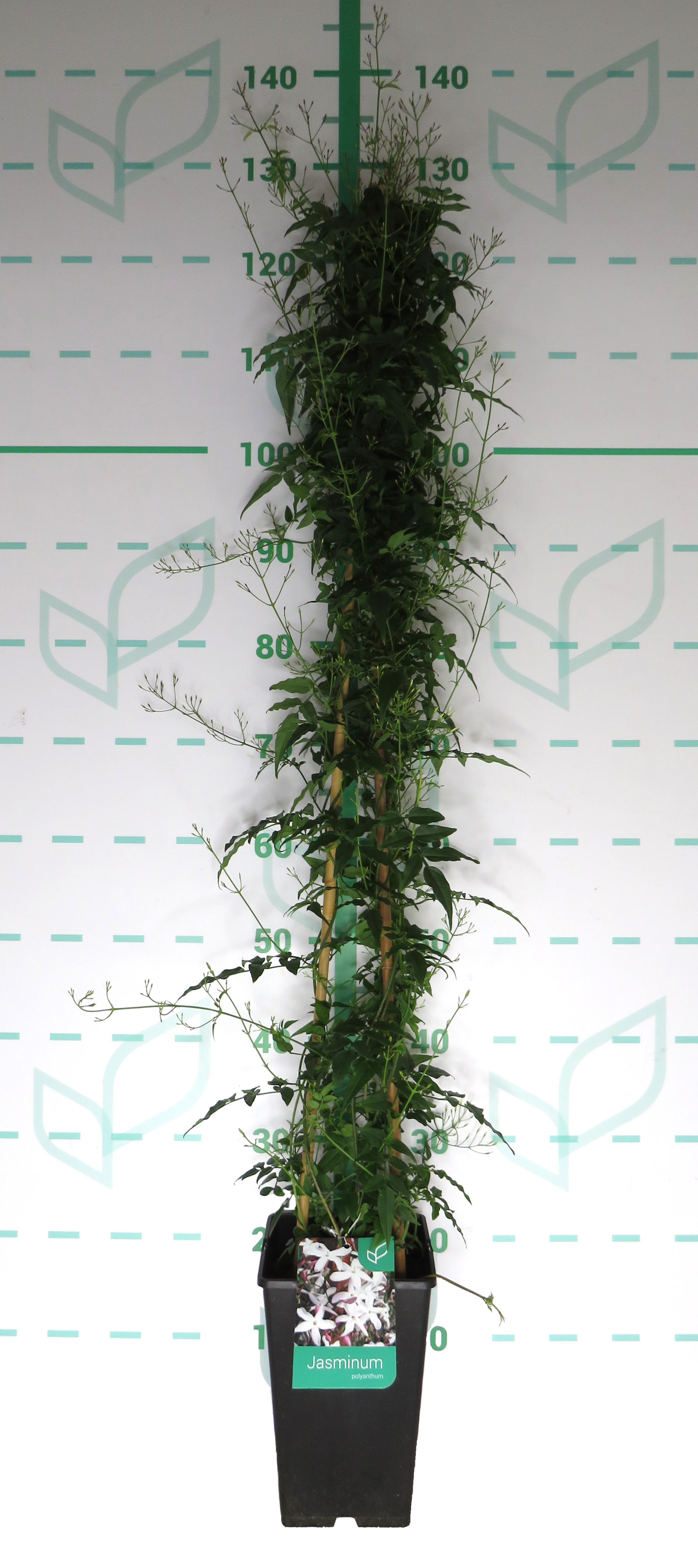 Jasminum polyanthum 4L 3 Tutores 120 