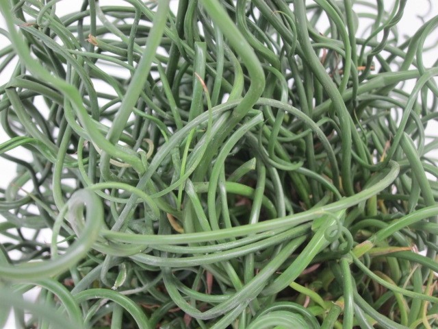Juncus effusus "Spiralis" 2L R/C 20/30