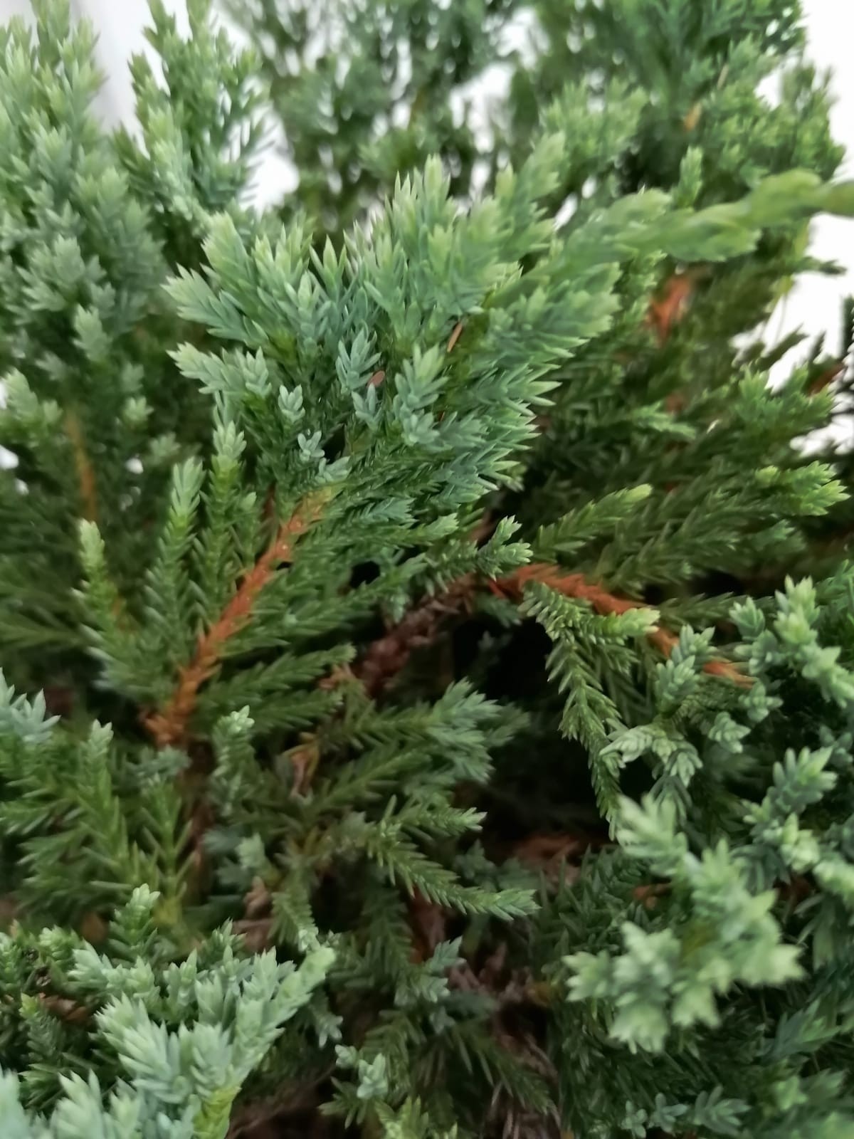 Juniperus horizontalis "Blue Chip" 2.5L 15/25