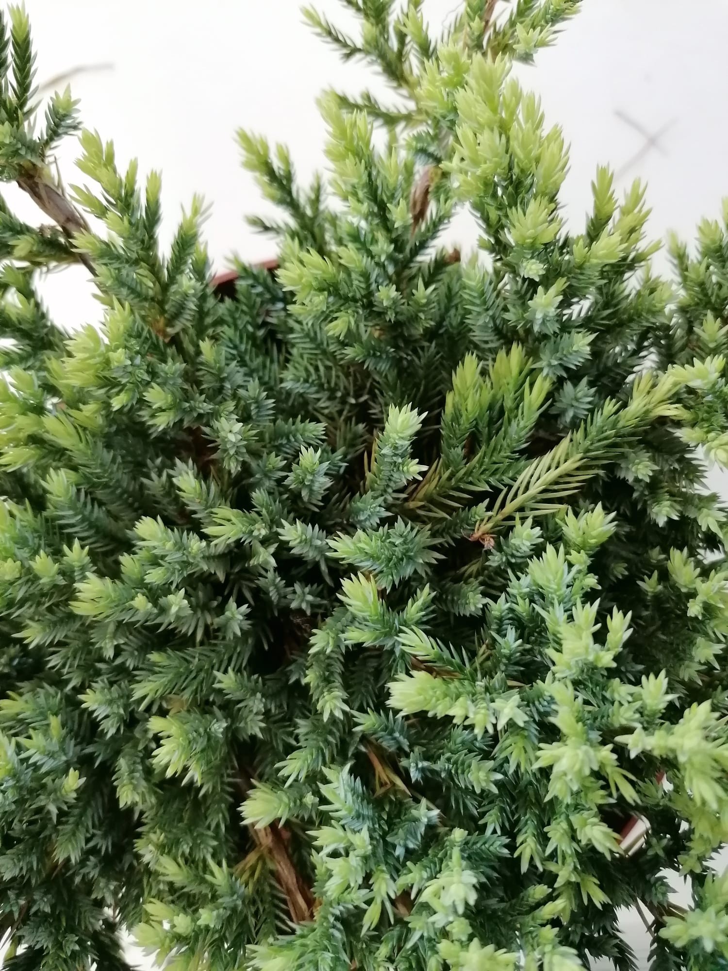 Juniperus squamata "Holger" 2.5L 20/30