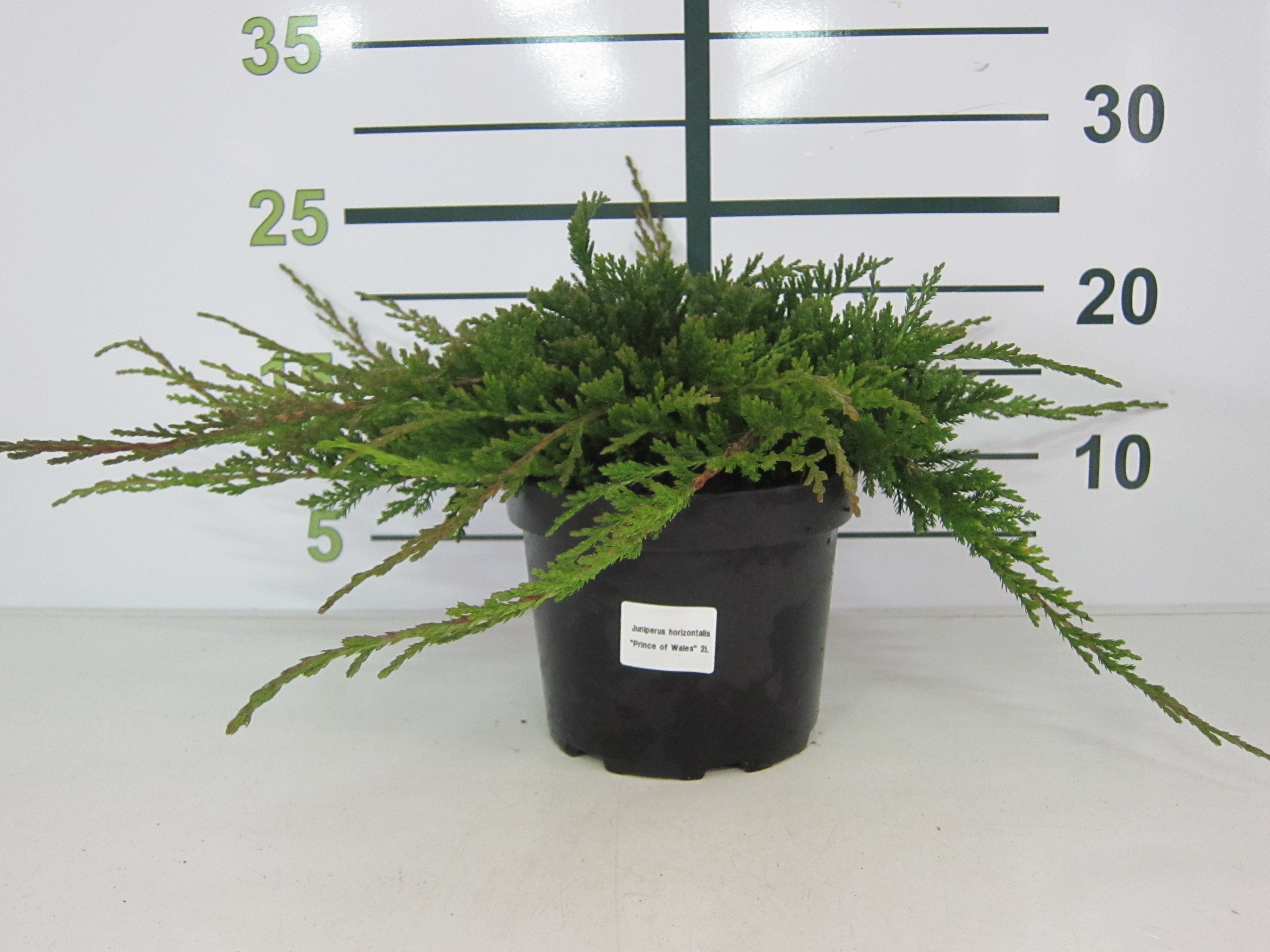 Juniperus horizontalis "Prince of Wales" 2.5L 15/20