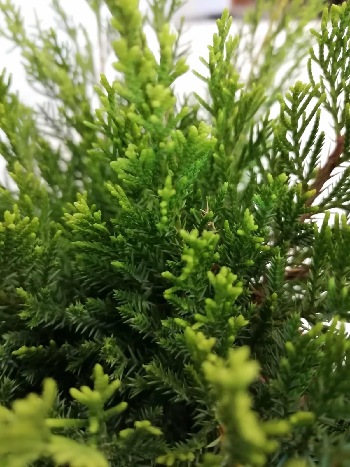 Juniperus x media "Mint Julep" 90L 140 Bonsai