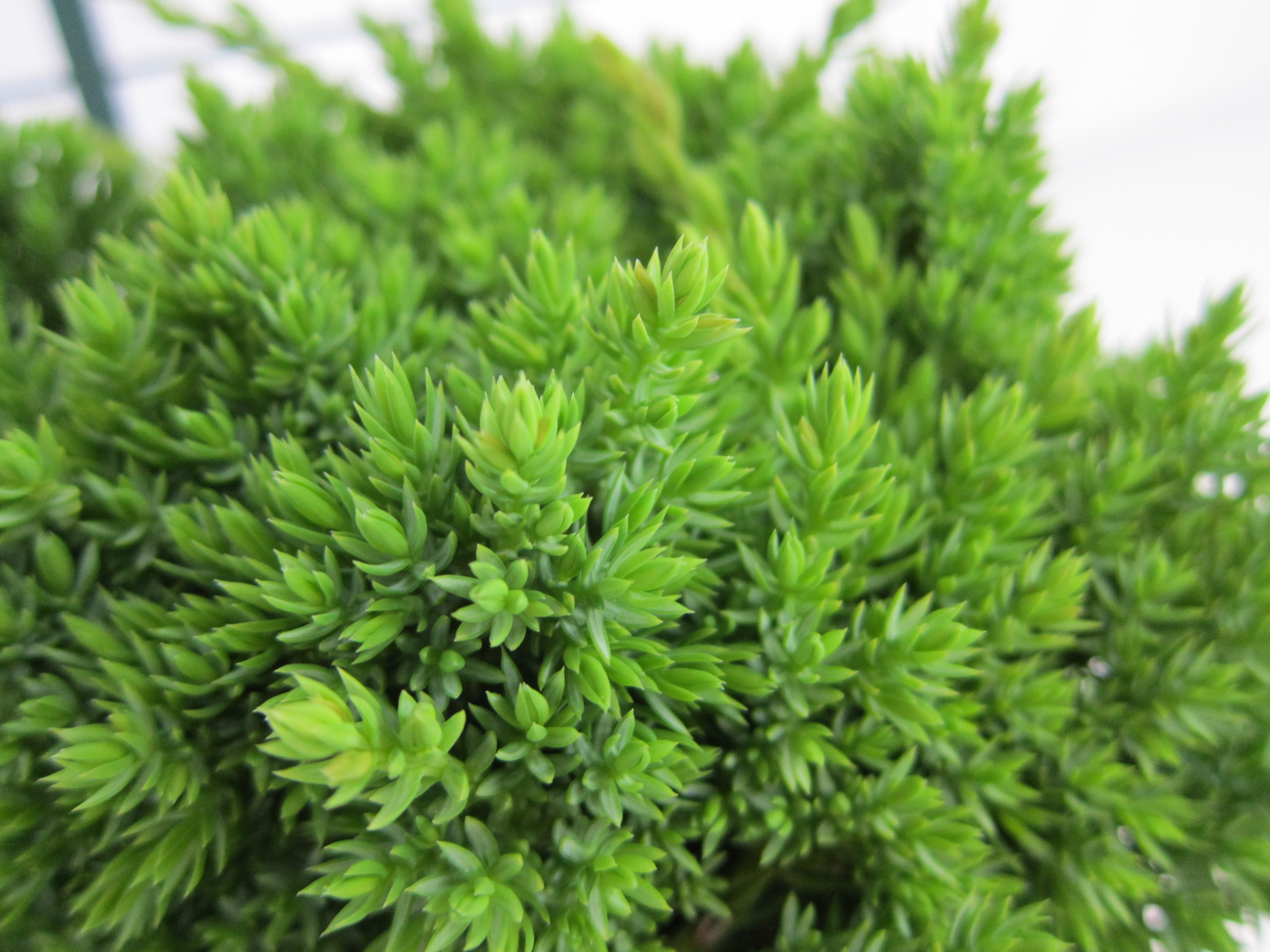 Juniperus procumbens "Nana" 2.5L 15/20