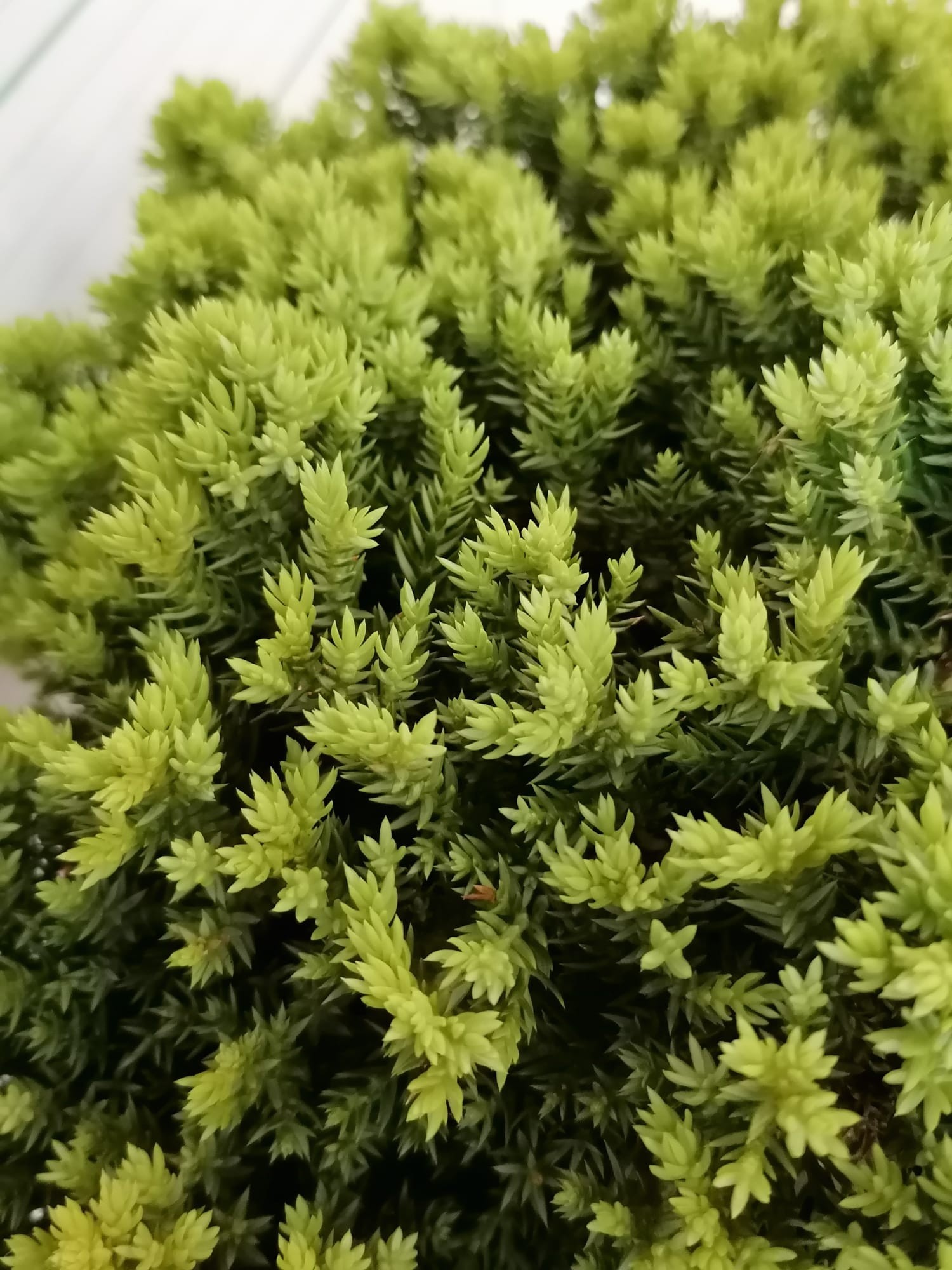 Juniperus procumbens "Nana" 3L 15/20