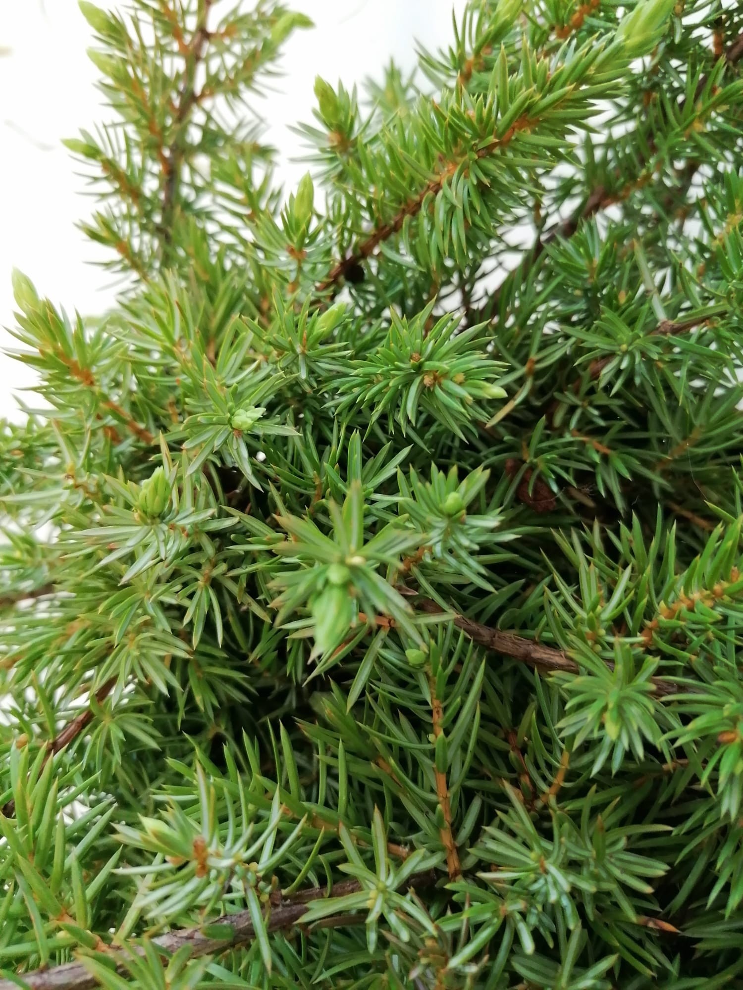 Juniperus conferta "Schlager" 2.5L