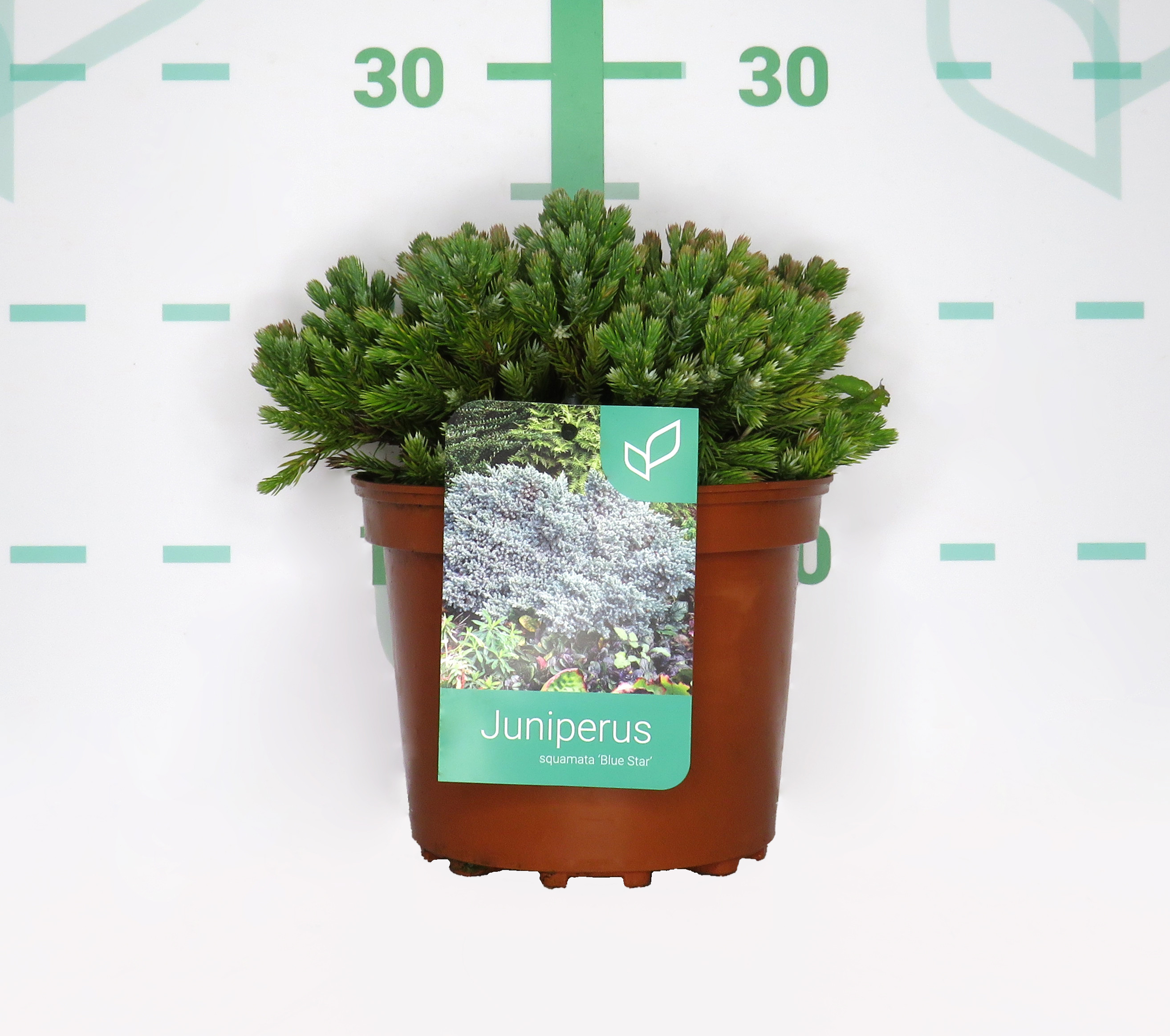 Juniperus squamata "Blue Star" 2.5L 15/20
