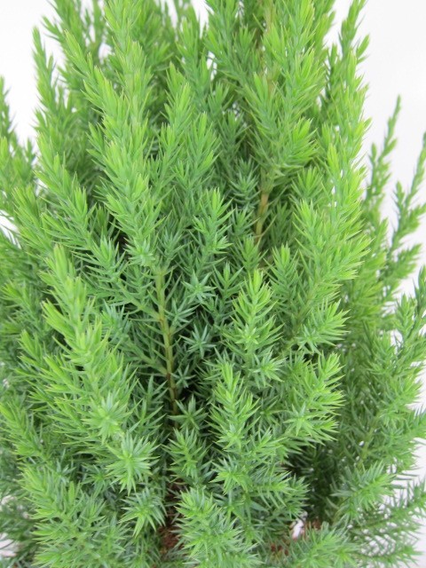 Juniperus chinensis "Stricta" 2.5L 20/30