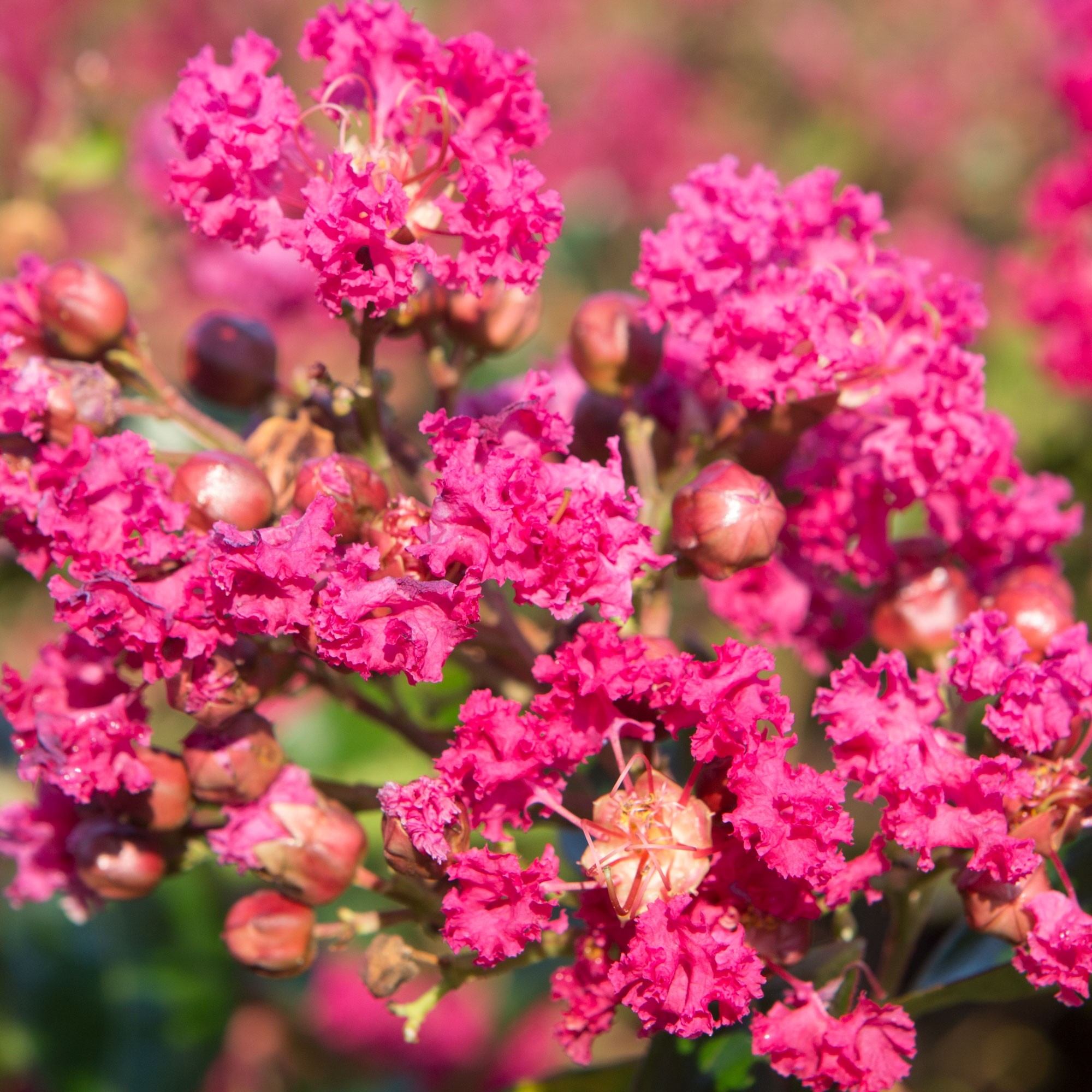 Lagerstroemia indica 25L 120/140 