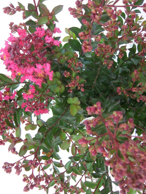 Lagerstroemia indica "Black Solitaire" 10L Ht 150 170/200 "Pure White"; "Fiest midinight"; "Red Hot"; "Blush"; "Shell Pink"