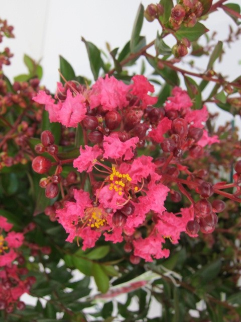 Lagerstroemia indica 15L 80/100