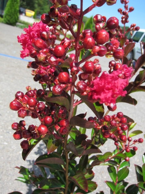 Lagerstroemia indica 7.5L 40/50  "Dynamite"