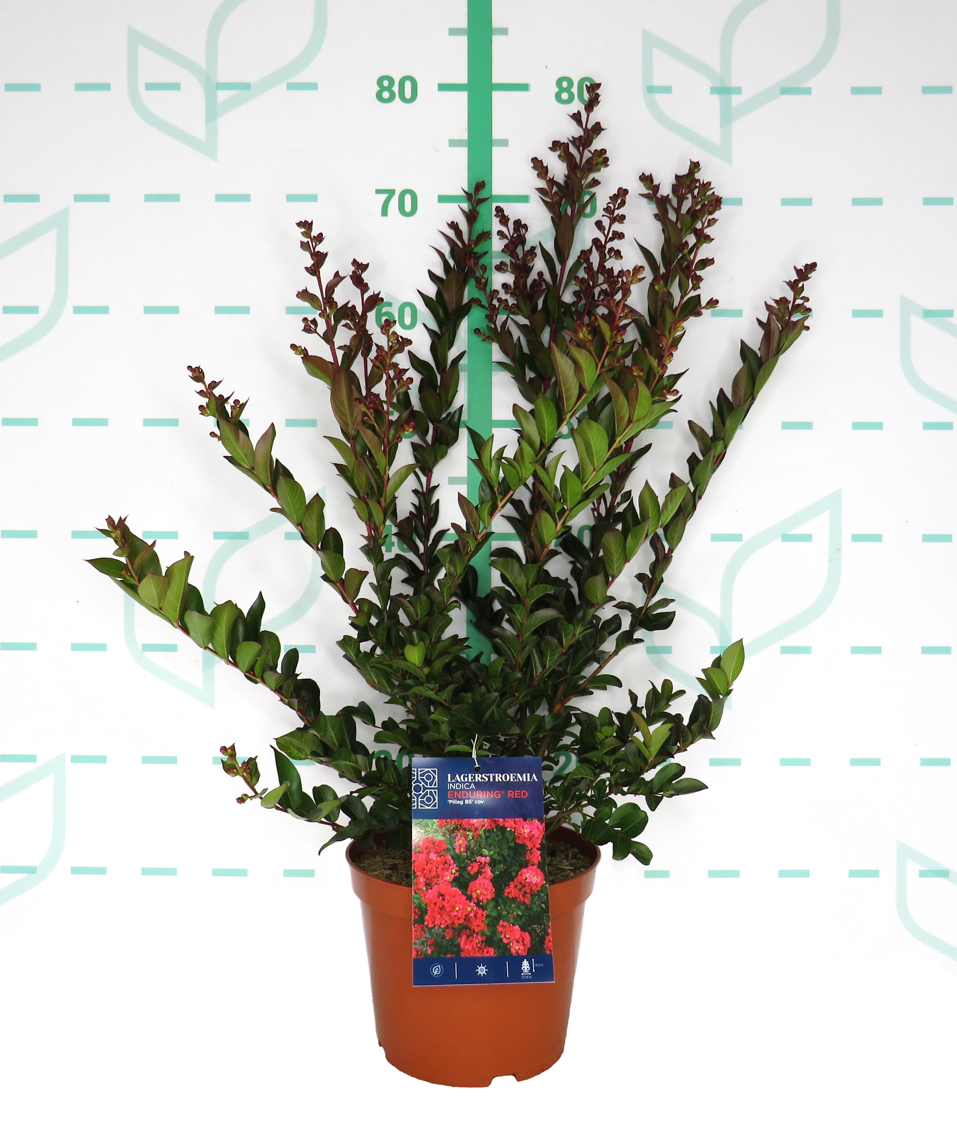 Lagerstroemia Enduring ® 3.5L 40/50