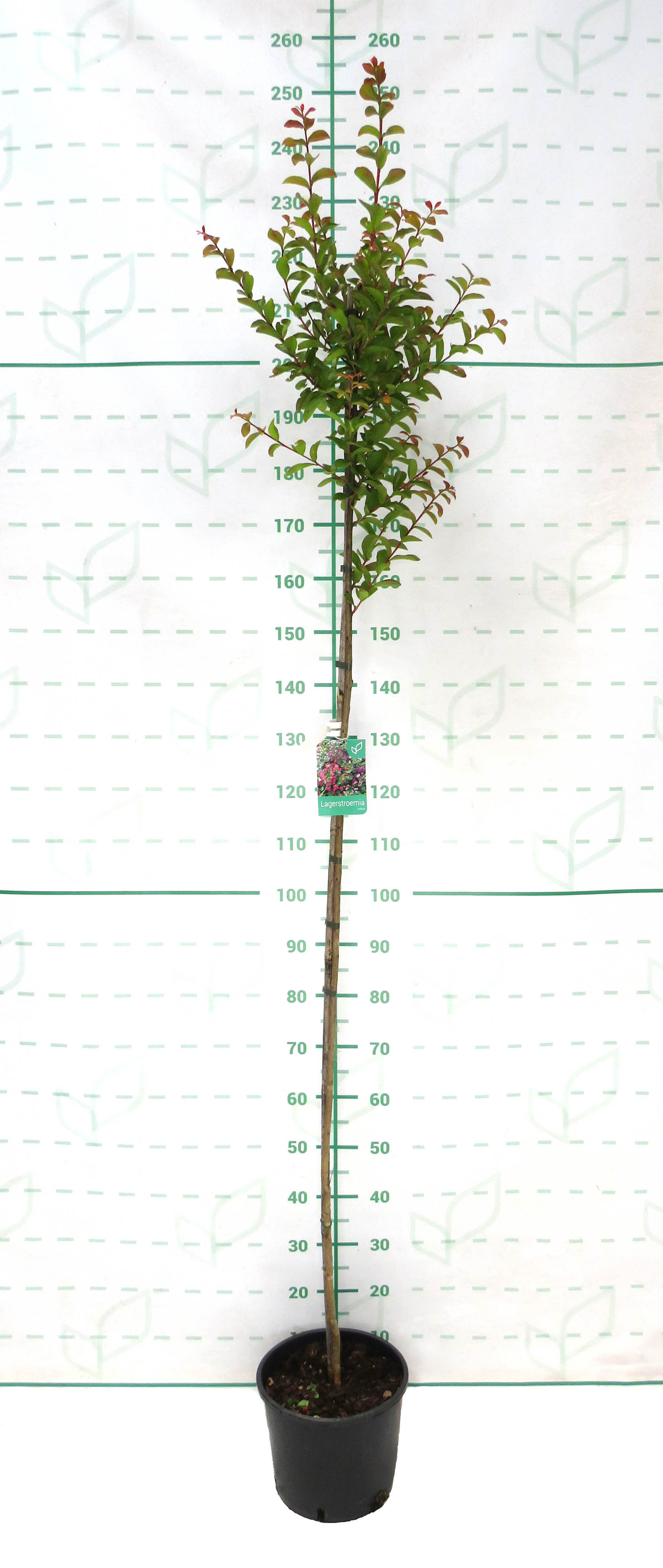 Lagerstroemia indica 10L Ht 150 190/200 "Petit Orchidee";"Rhapsody in PInk"; "Red Imperator"; "Alba Nivea"