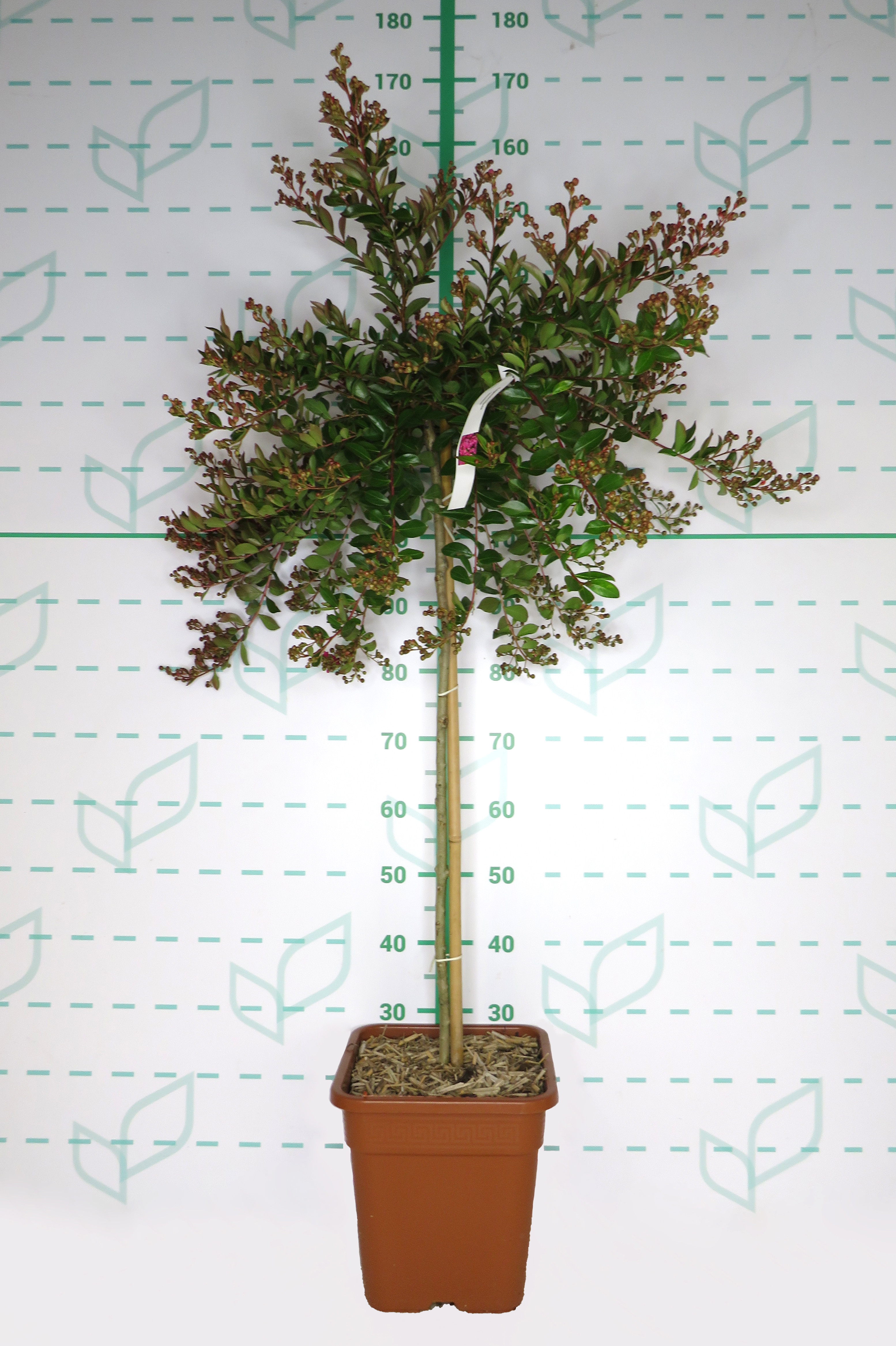 Lagerstroemia indica 14L Cuadrada Ht 90/100 120/140