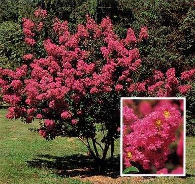 Lagerstroemia indica 230L Ht 165/180 320/370