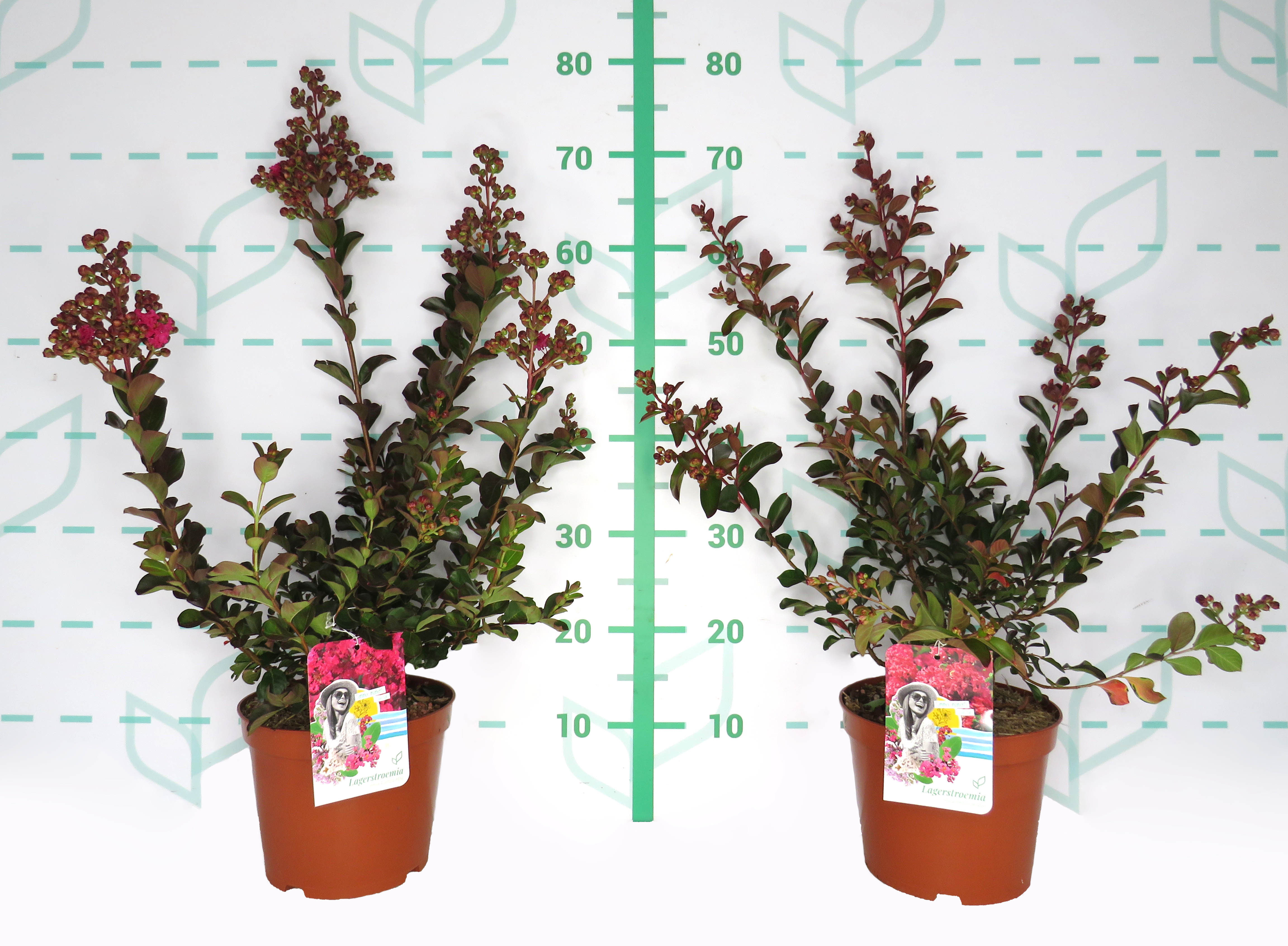 Lagerstroemia indica 3.5L 40/50