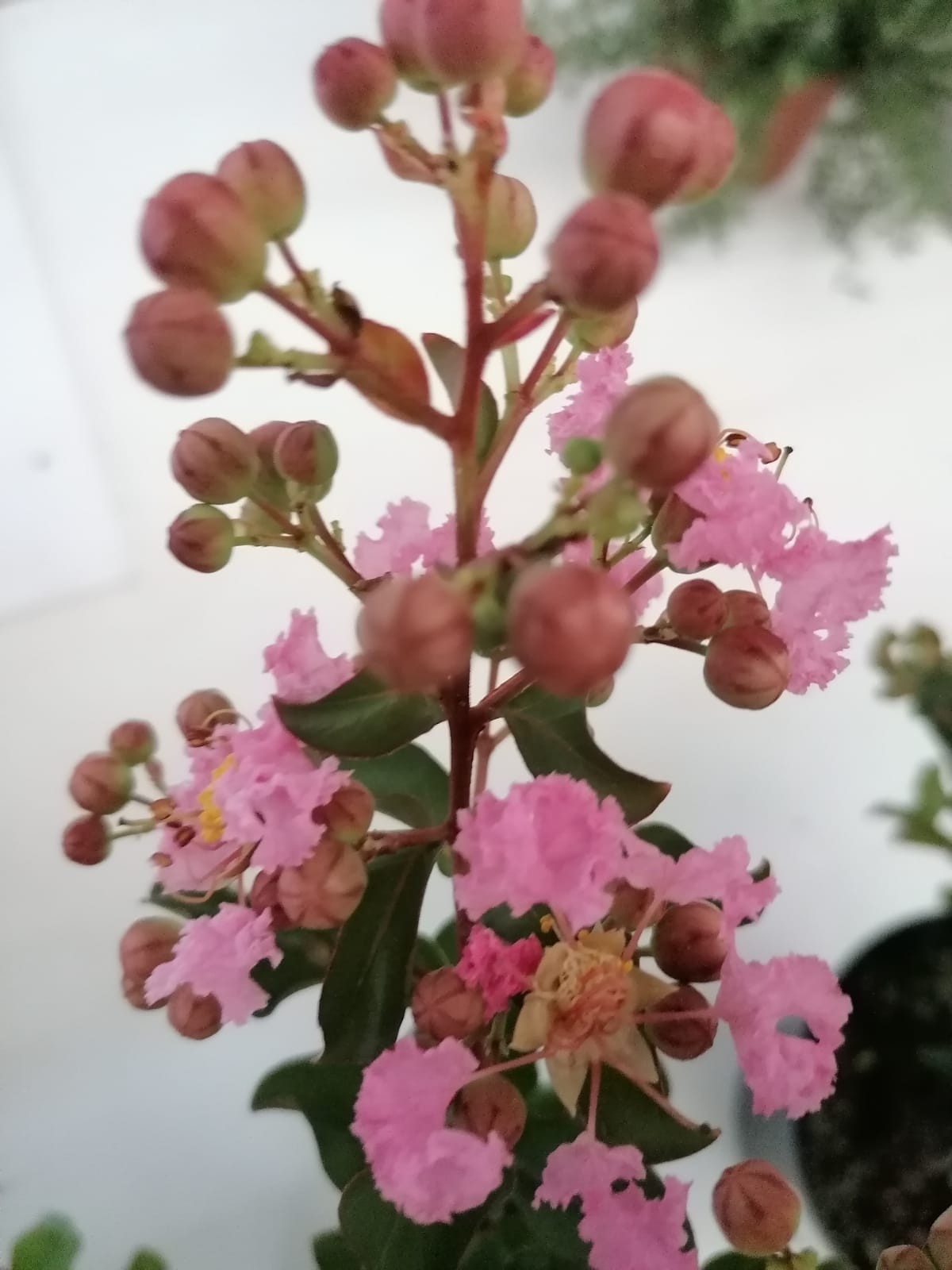 Lagerstroemia indica 30L 80/90  "Rhapsody in Pink"