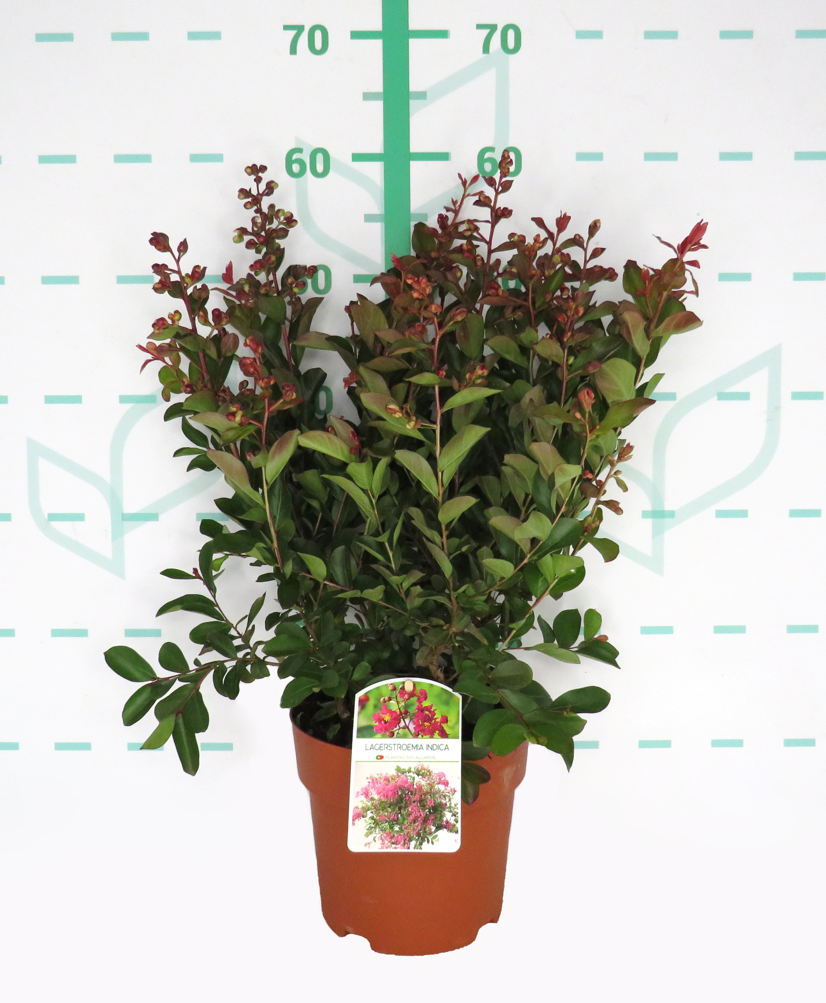 Lagerstroemia indica 3L 30/40