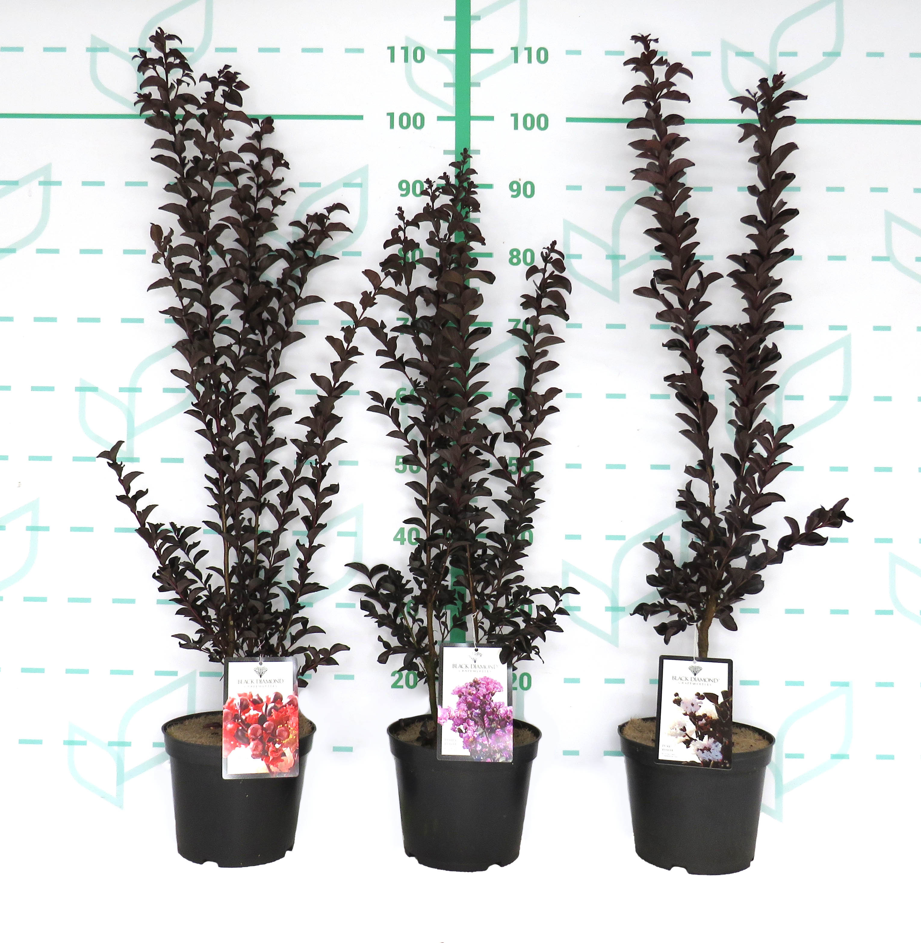Lagerstroemia indica "Black Diamond" 3.5L 60/80