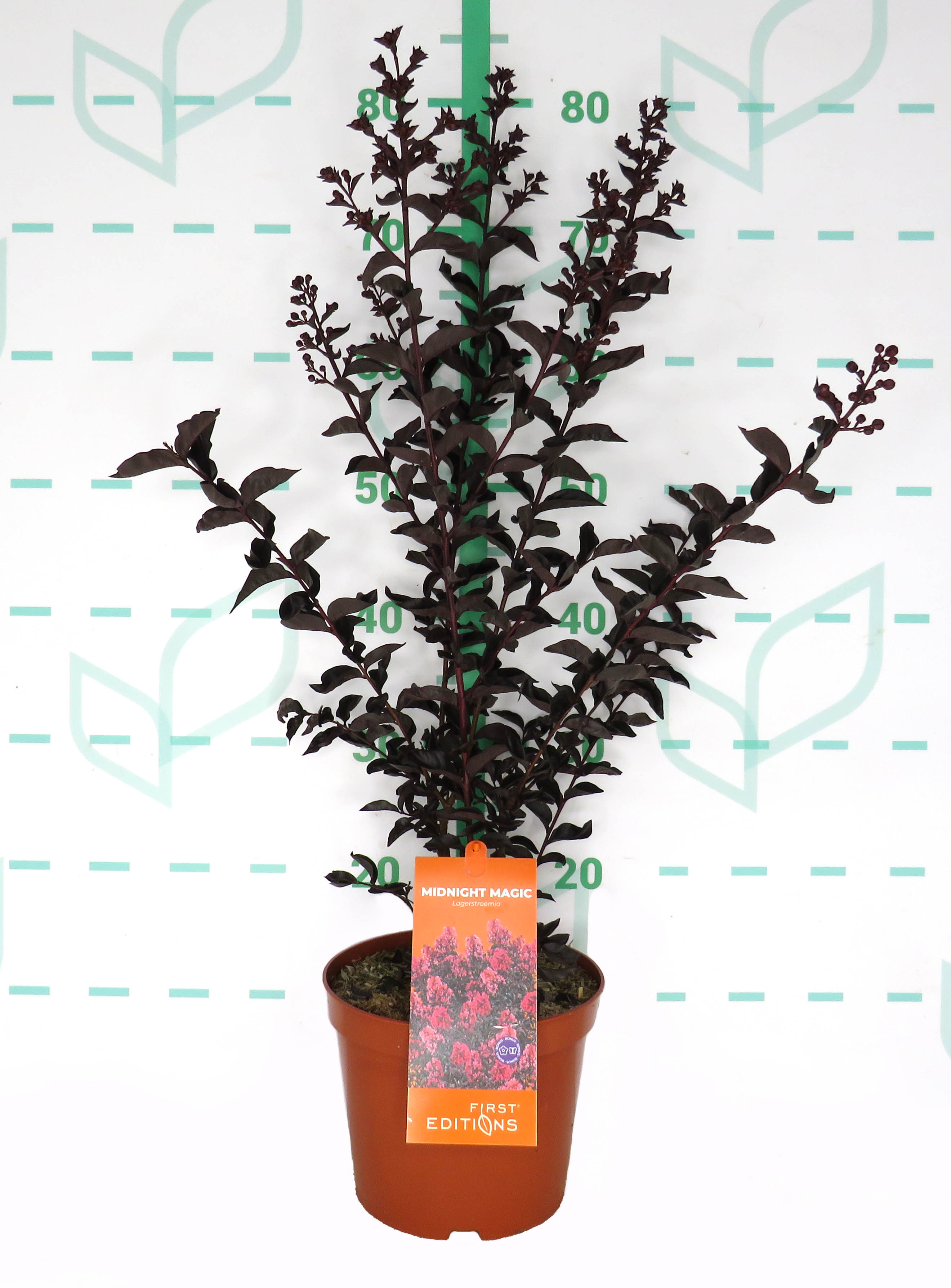 Lagerstroemia indica "Midnight Magic" ® 3.5L 40/50