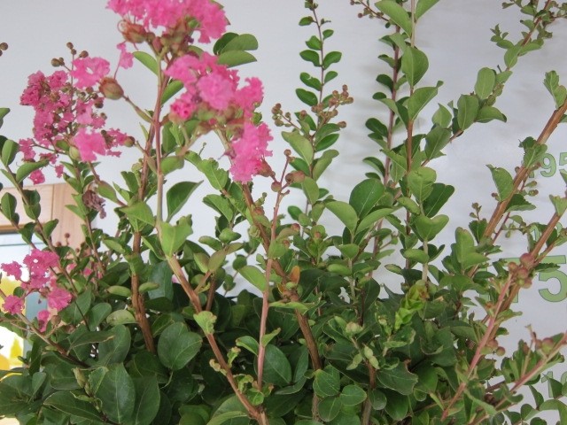 Lagerstroemia indica 50L Ht 220-250 300/350 Ø16/18 Rosea