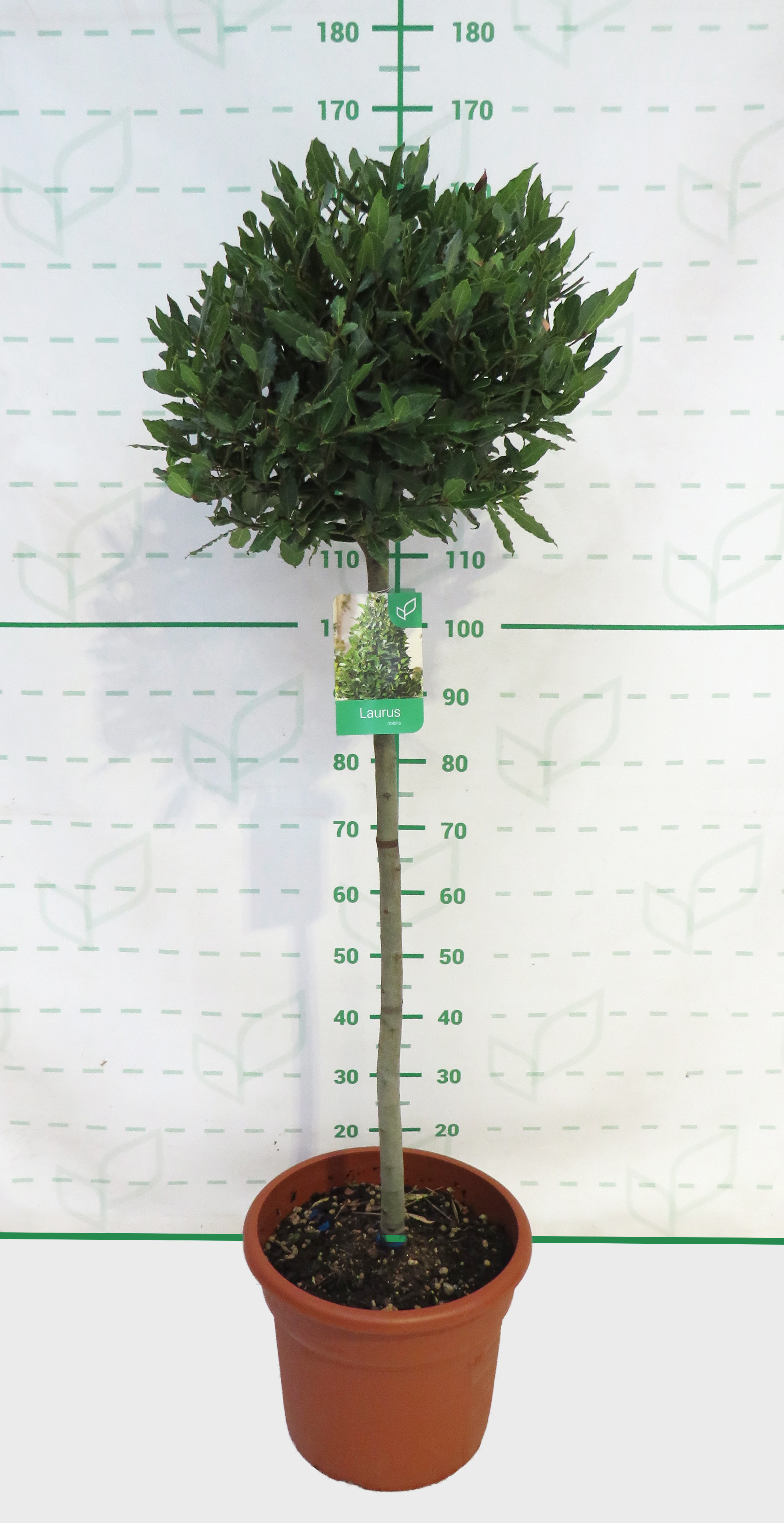 Laurus nobilis 25L Deco Ht 100 130/150