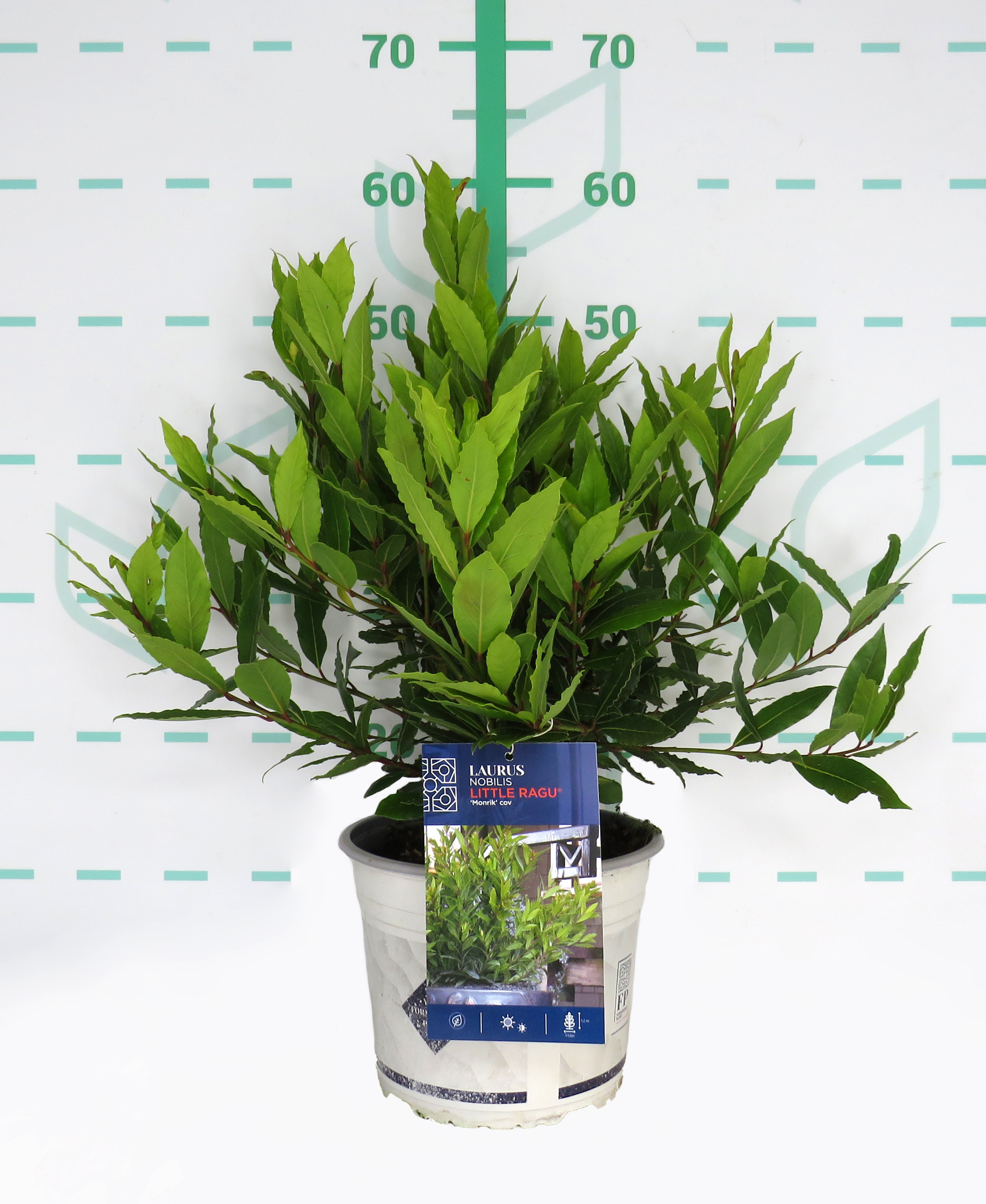 Laurus nobilis "Little Ragu" ® 4L 30/40