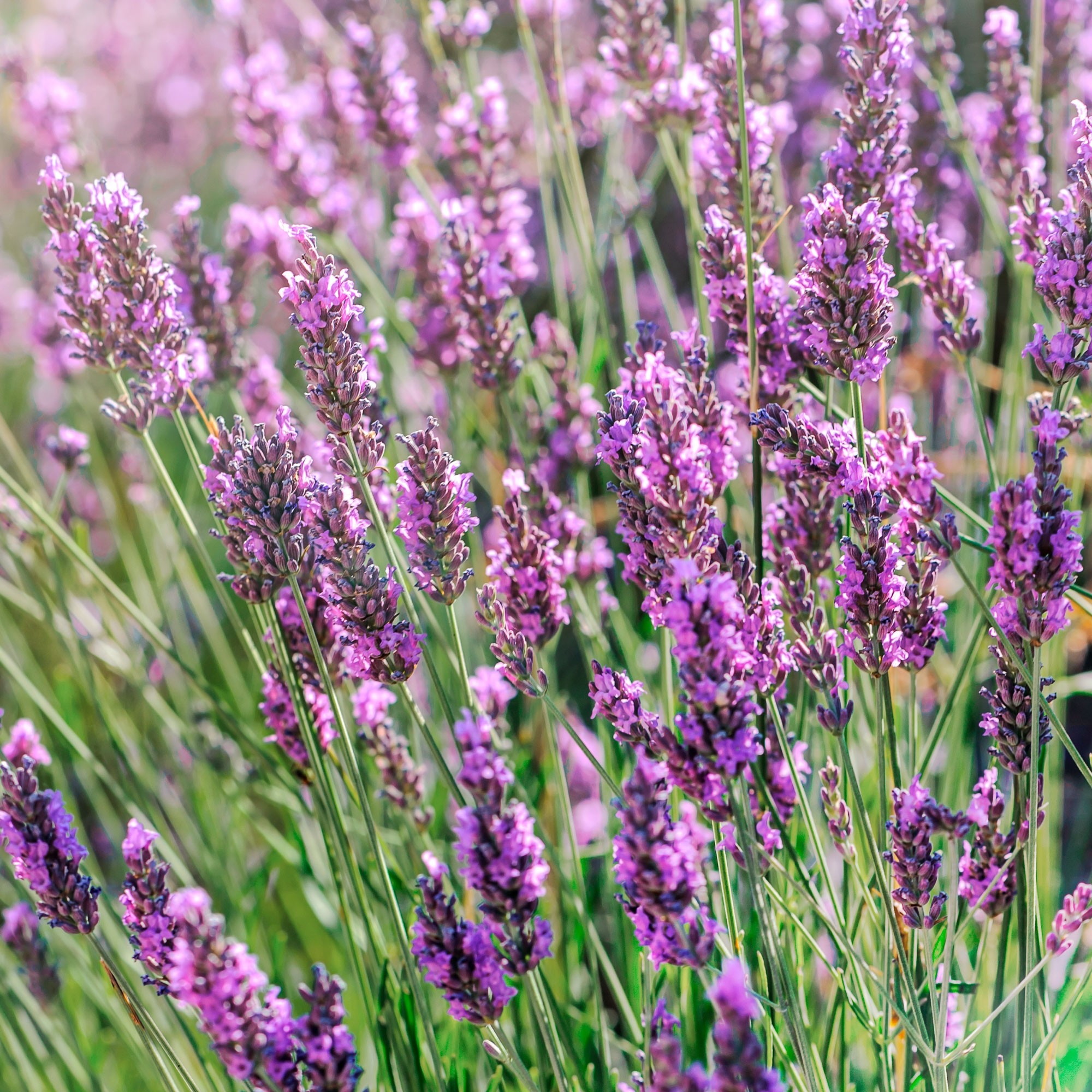 Lavandula dentata 3L 30/40 var. Candicans