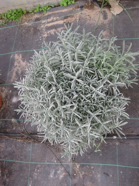 Lavandula angustifolia 10L 40/50 "Alba" 