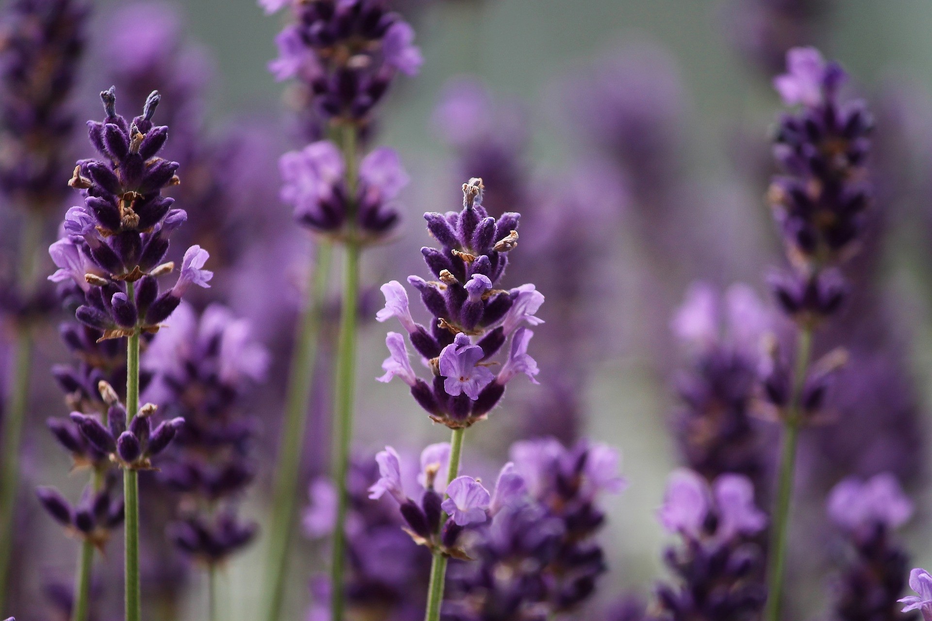 Lavandula angustifolia M11 10/15