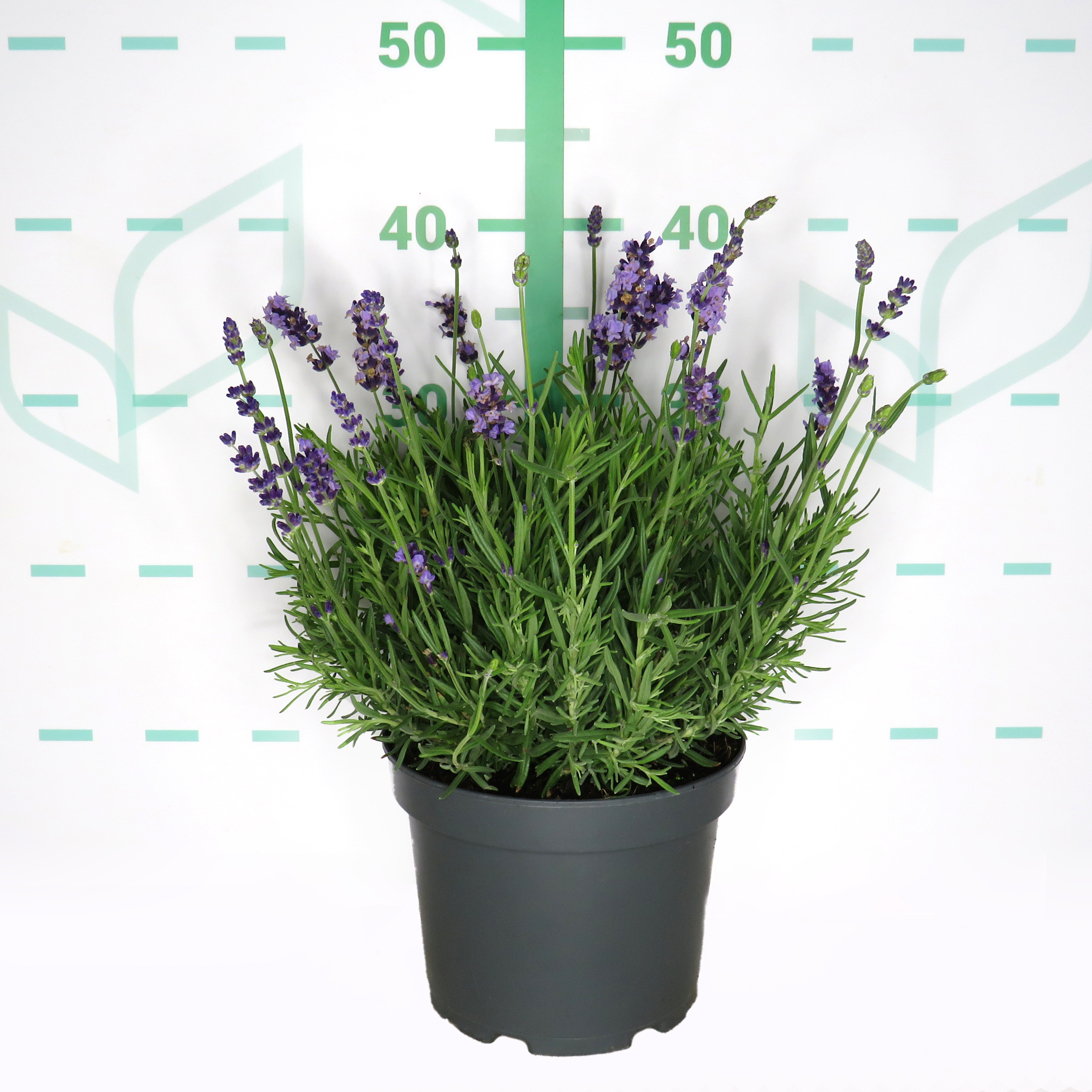 Lavandula angustifolia 3L 20/25