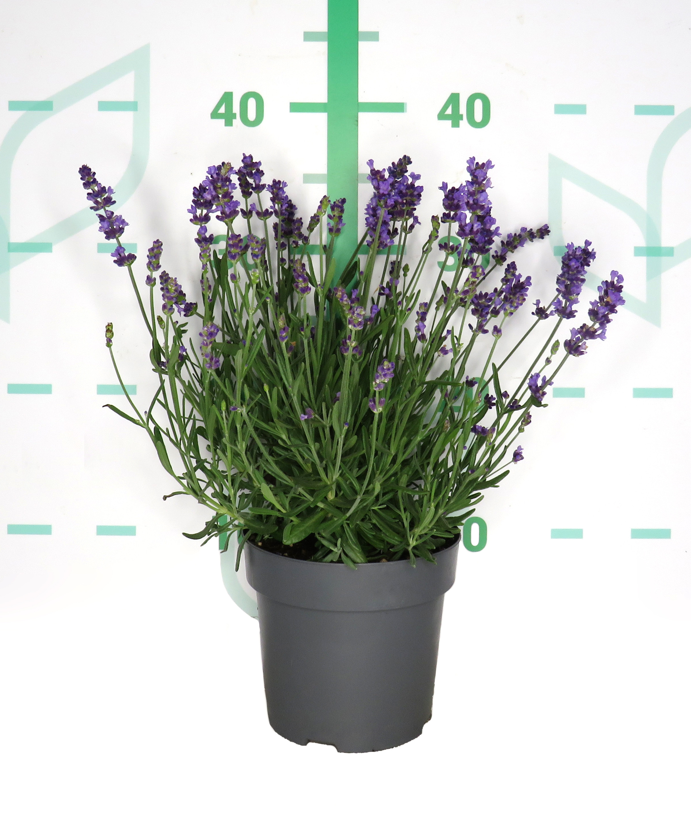 Lavandula angustifolia M14 15/20 