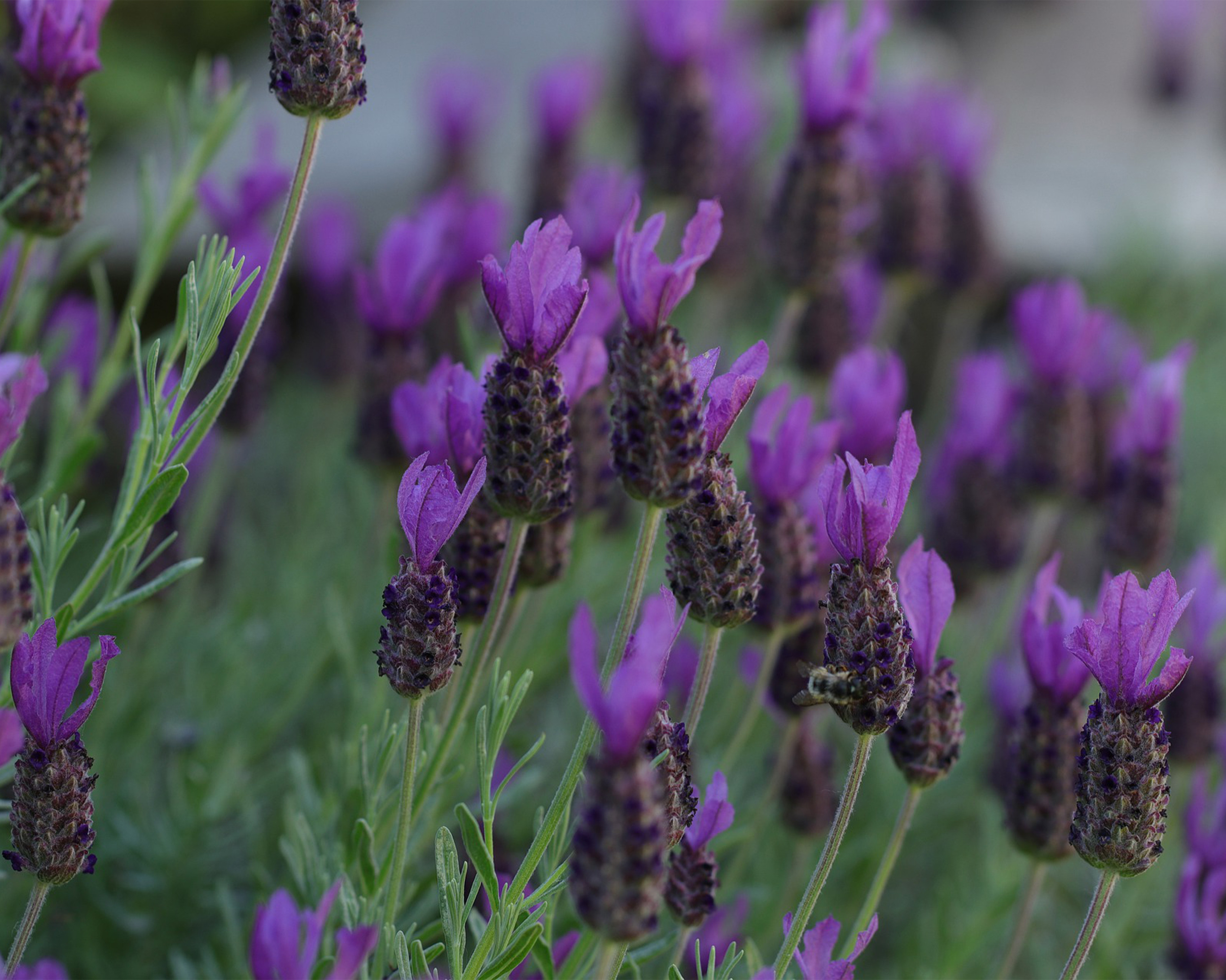 Lavandula stoechas M14