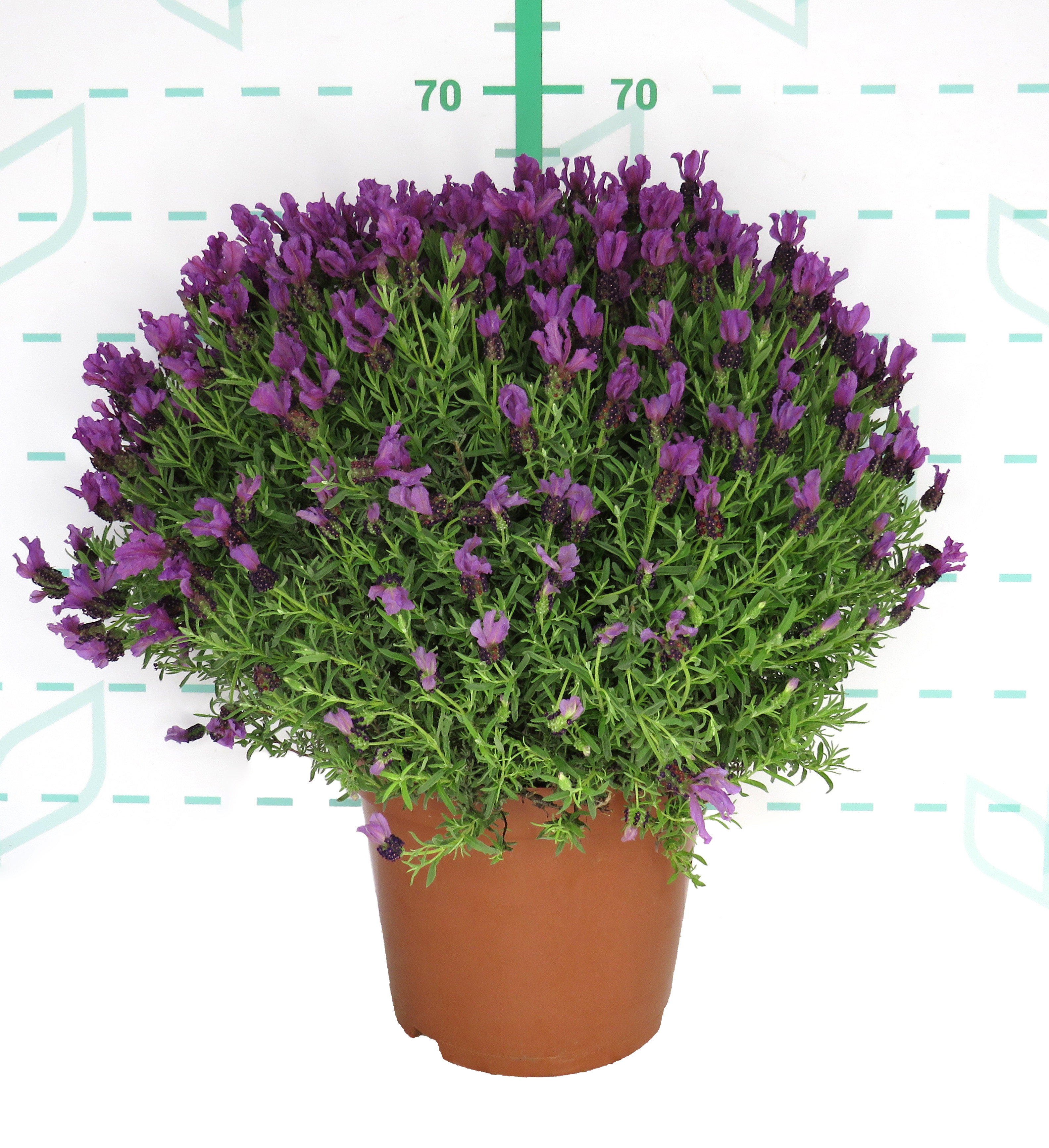 Lavandula stoechas 10L 30/40