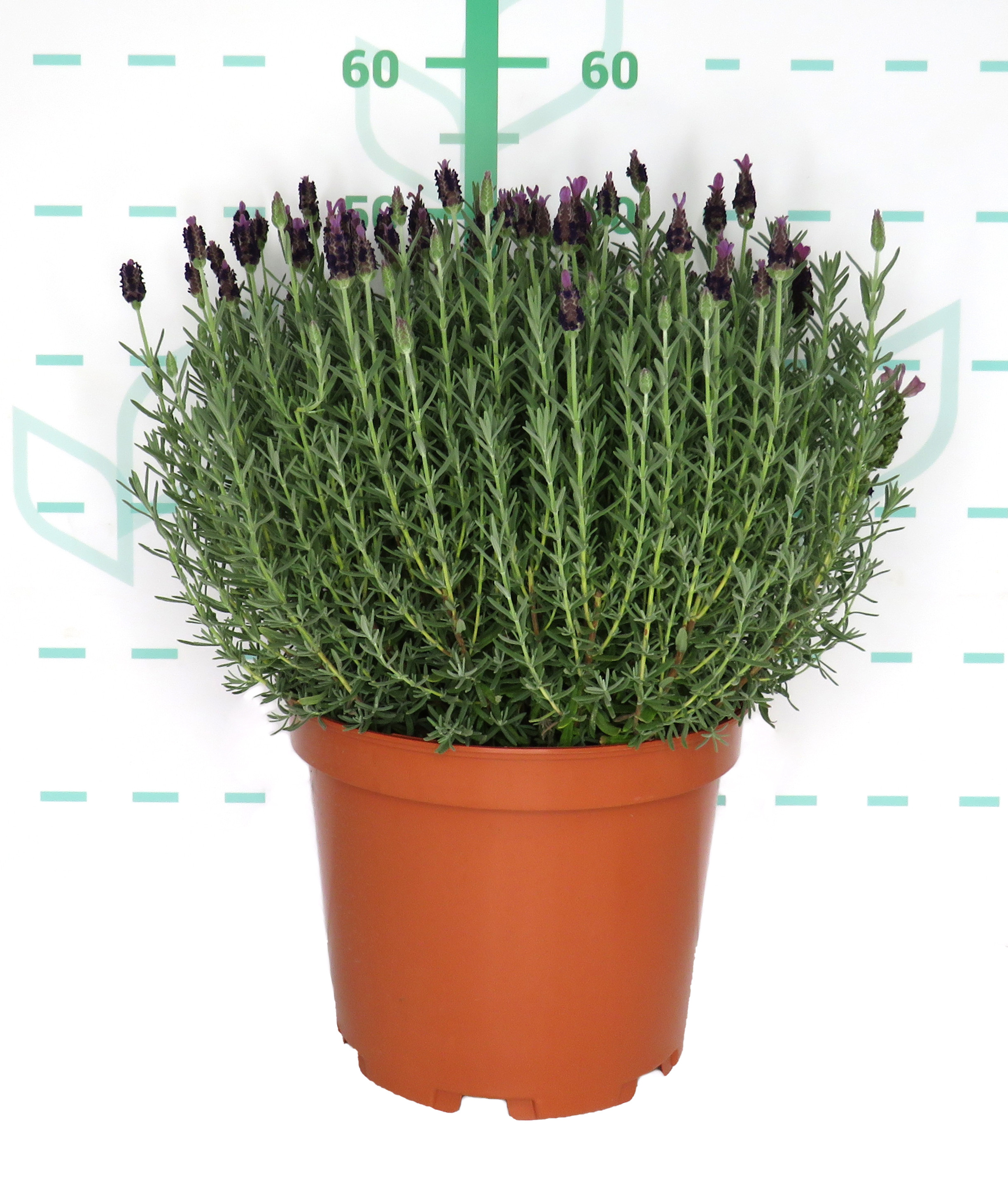 Lavandula stoechas 10L