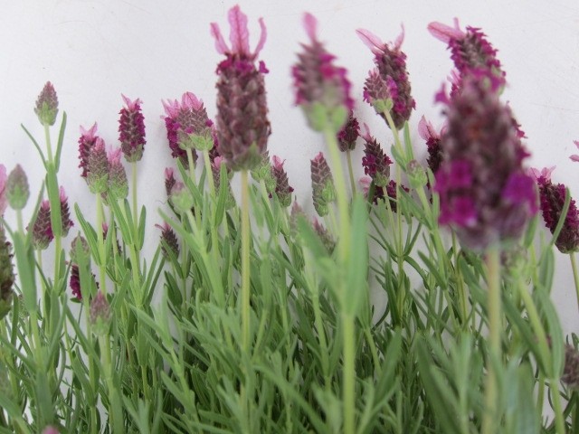 Lavandula stoechas 3L 20/30