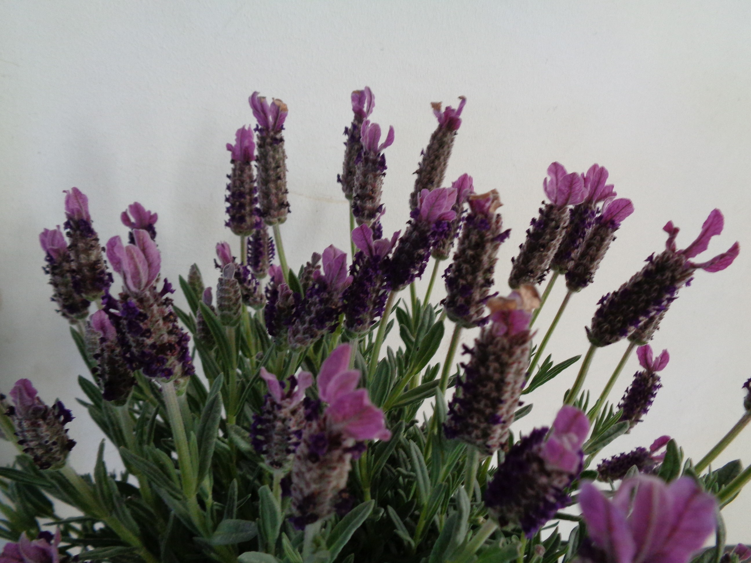Lavandula angustifolia 3L 20/25