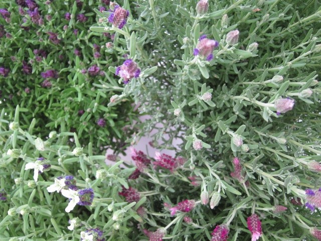 Lavandula stoechas 5L 20/30 "La Diva Big Night"