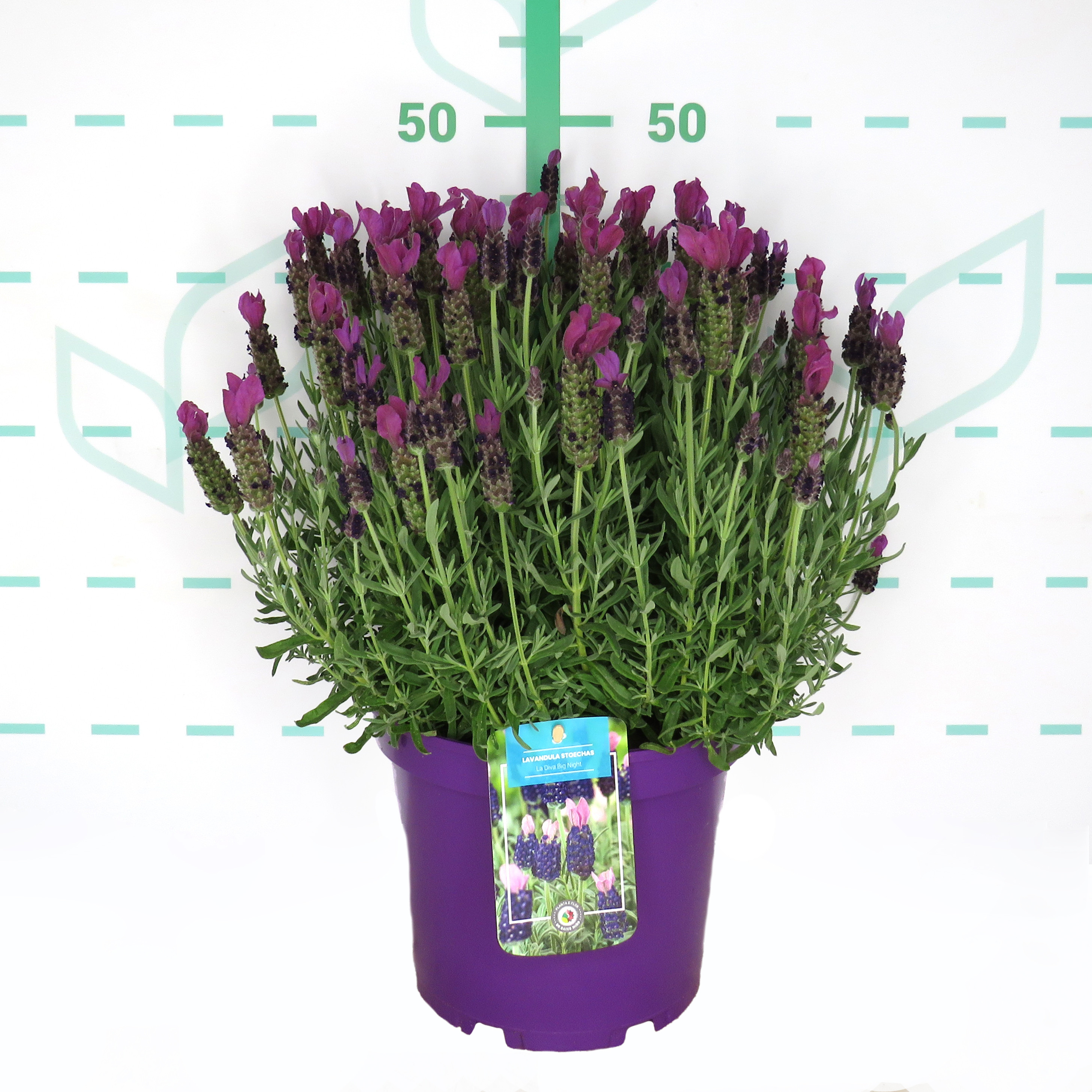 Lavandula stoechas ® 5L "La Diva Big Night"
