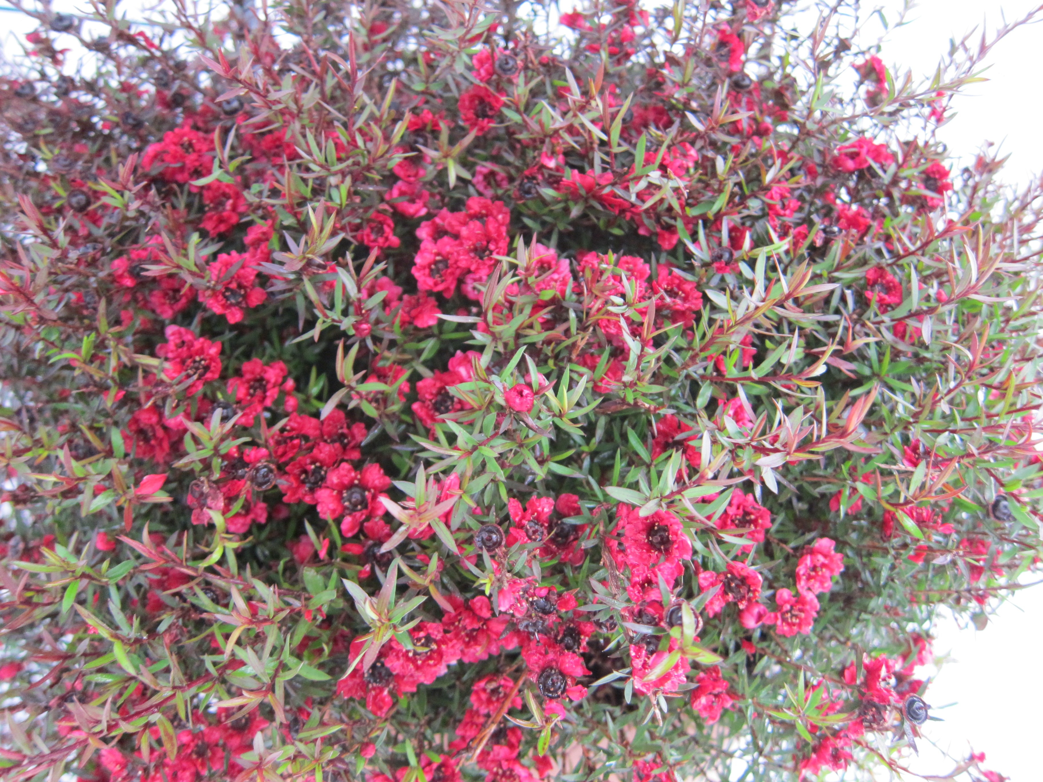 Leptospermum scoparium 7.5L Ht 80 90/100