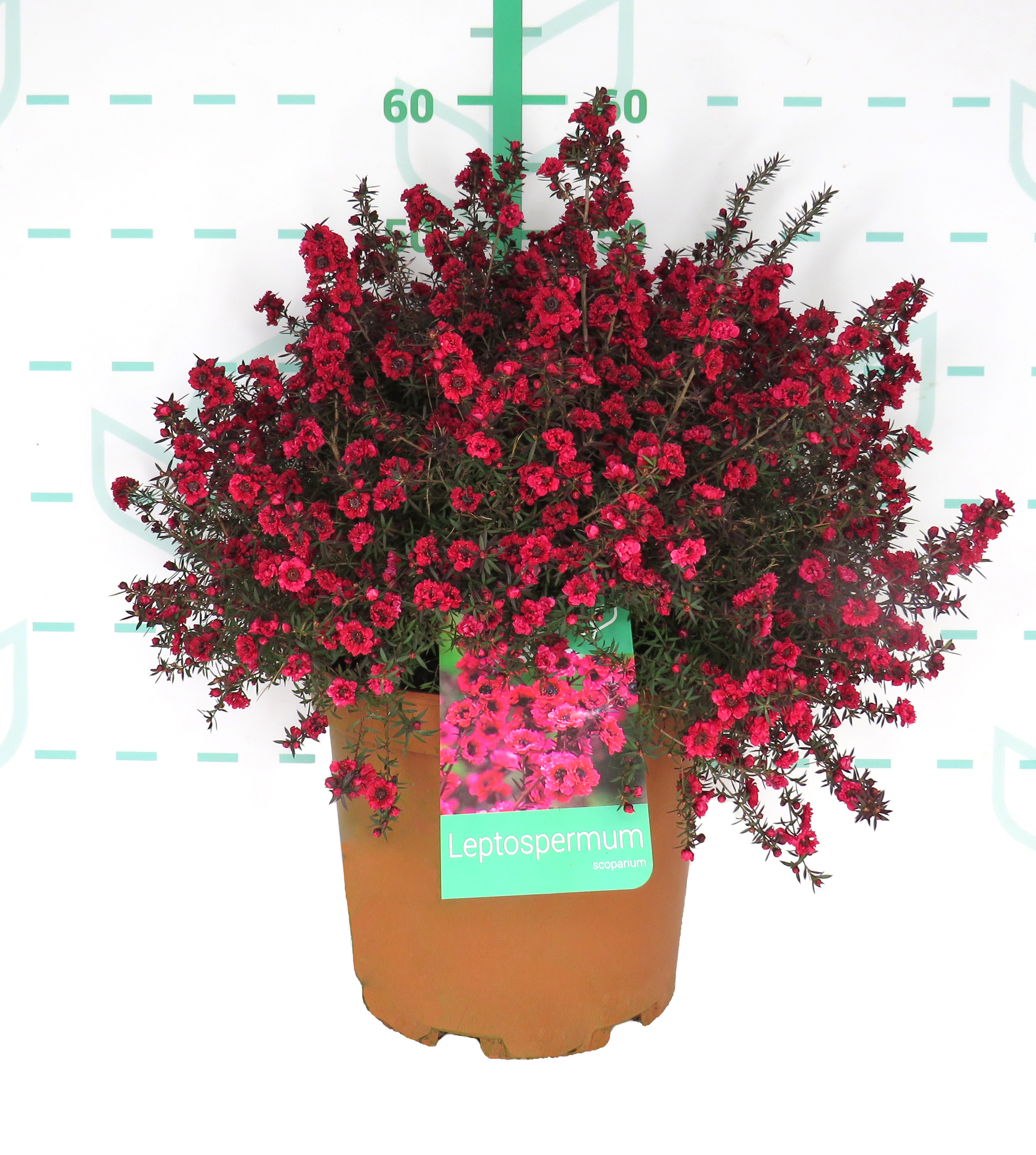 Leptospermum scoparium 10L 30/40 "Red Damask", "Kea"