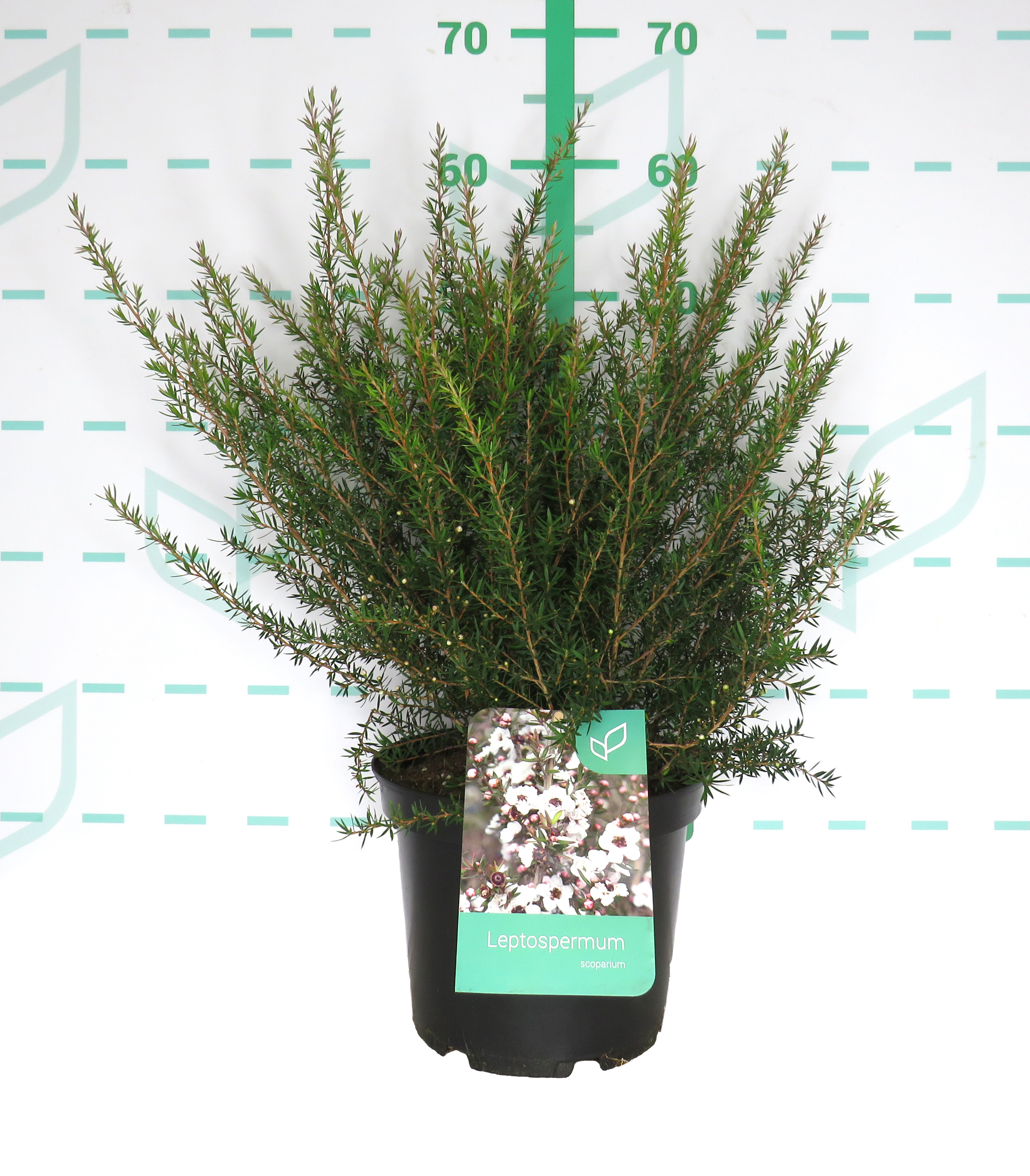 Leptospermum scoparium 5L 30/40 DP 25/30