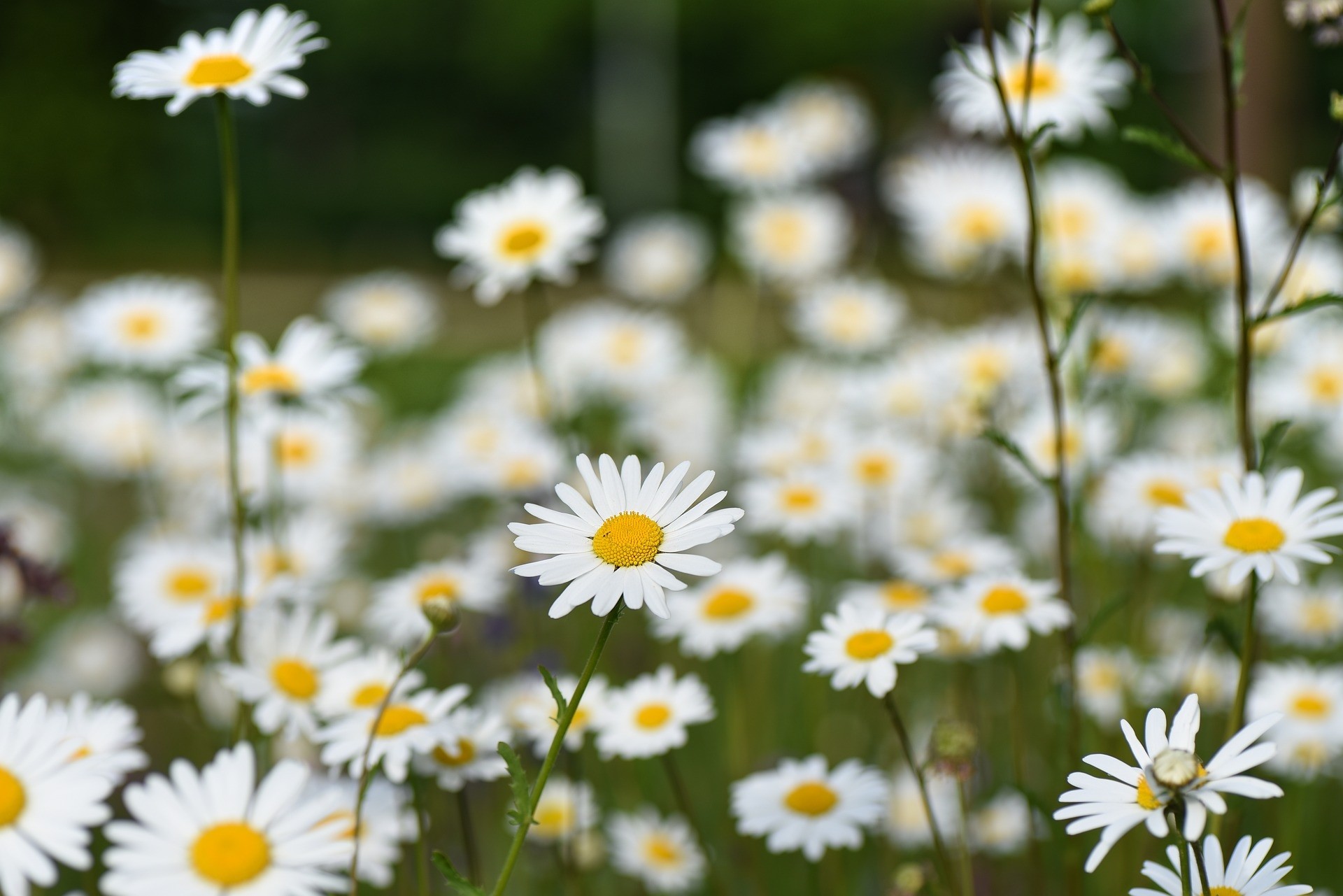 Leucanthemun 2L R/C