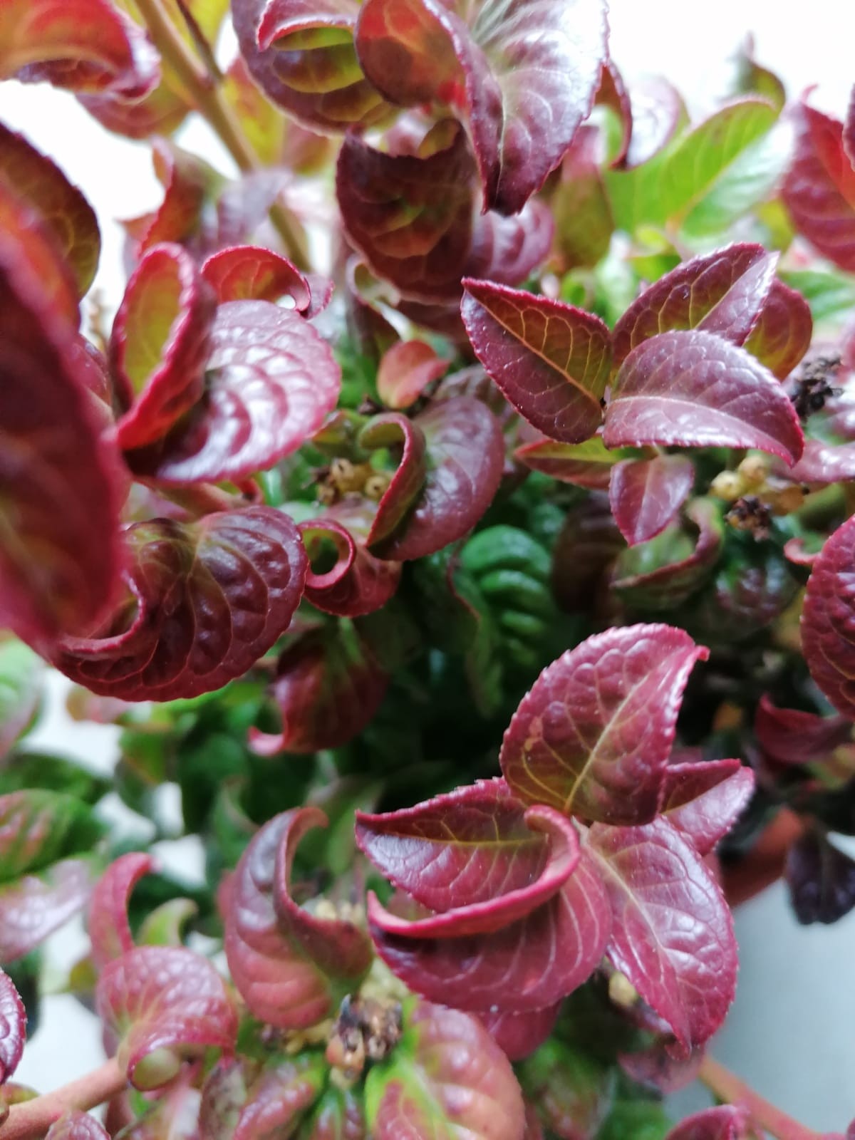 Leucothoe axillaris "Curly Red" 2L 15/20
