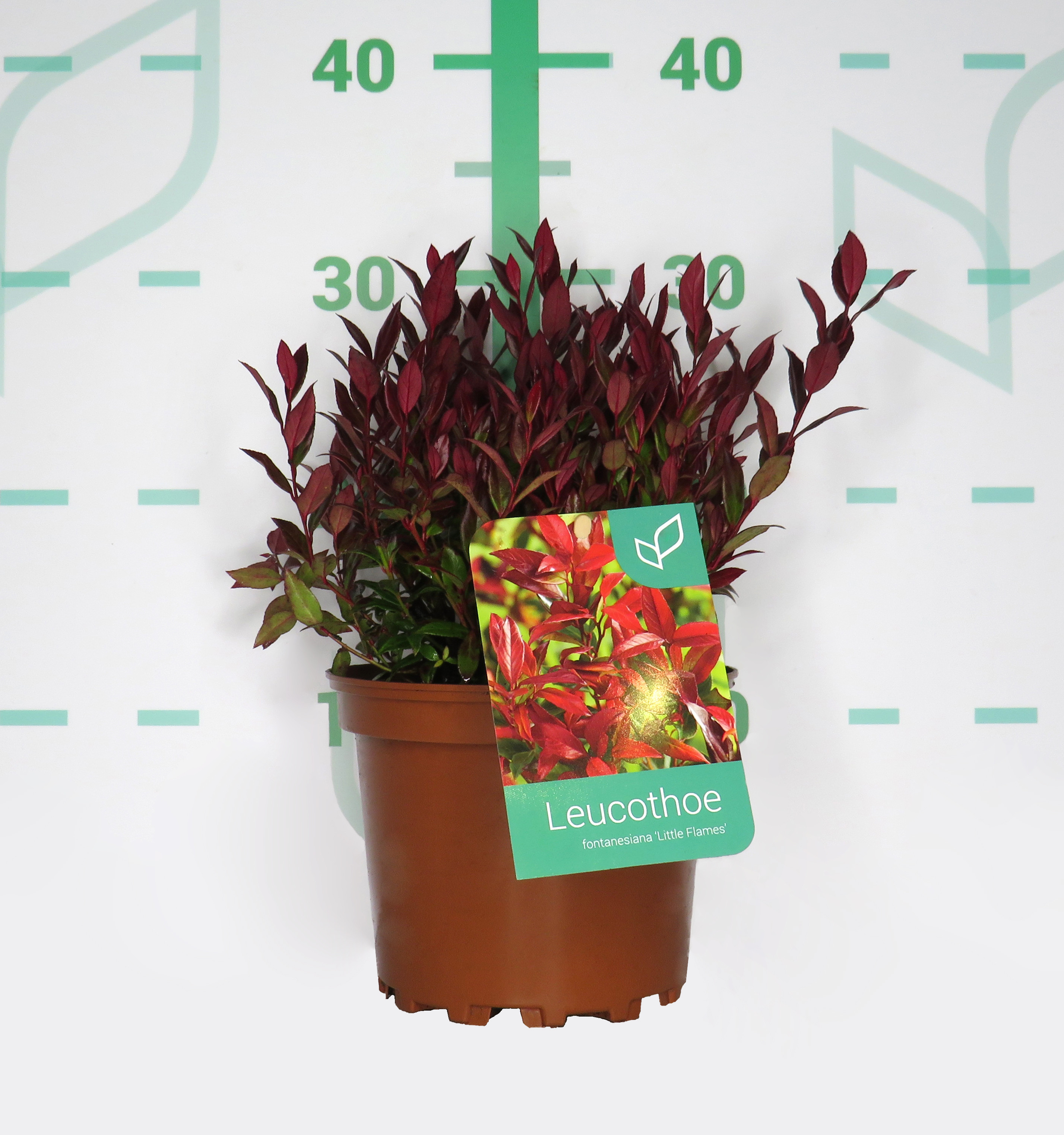Leucothoe fontanesiana "Little Flames" 2L 20/30
