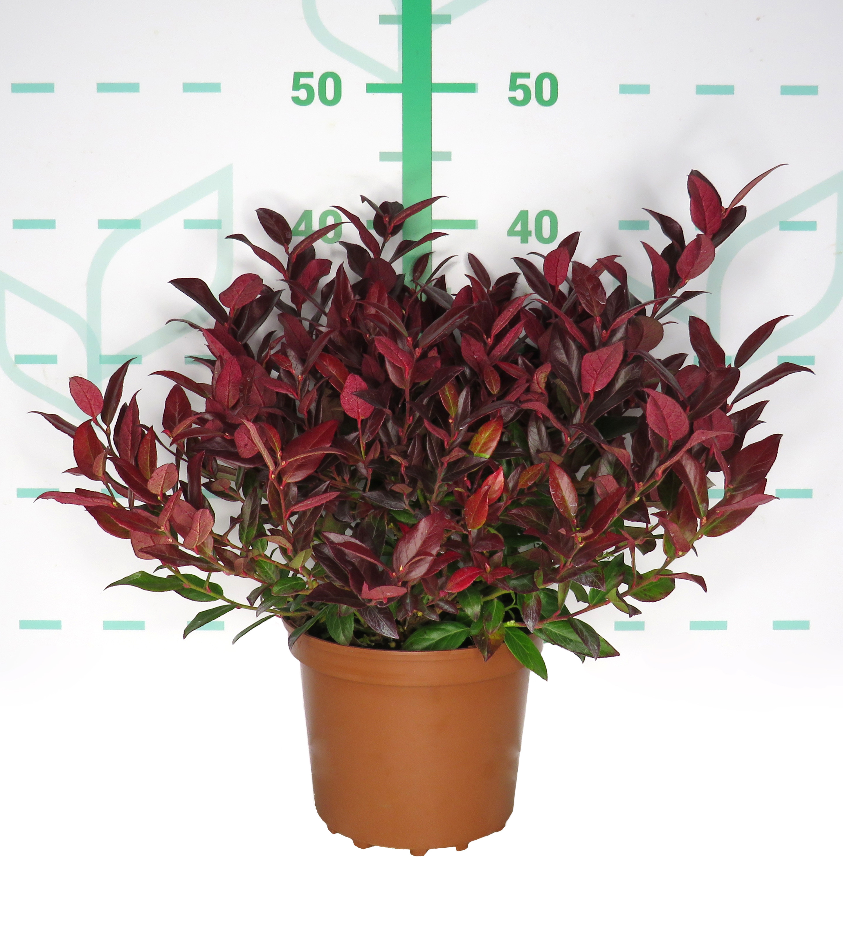 Leucothoe "Zeblid" 2.5L 20/30