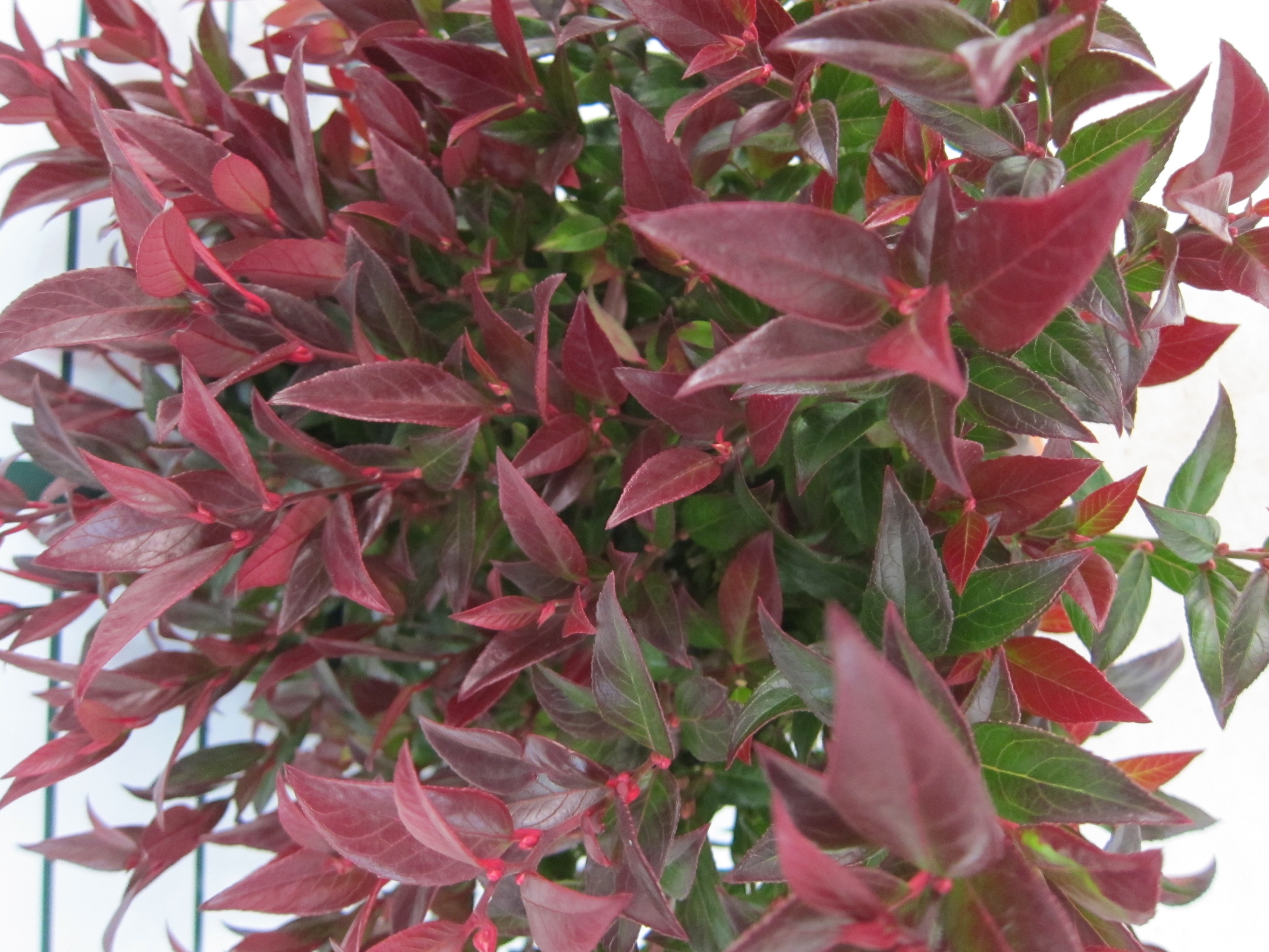 Leucothoe "Zeblid" 1.5L 15/20