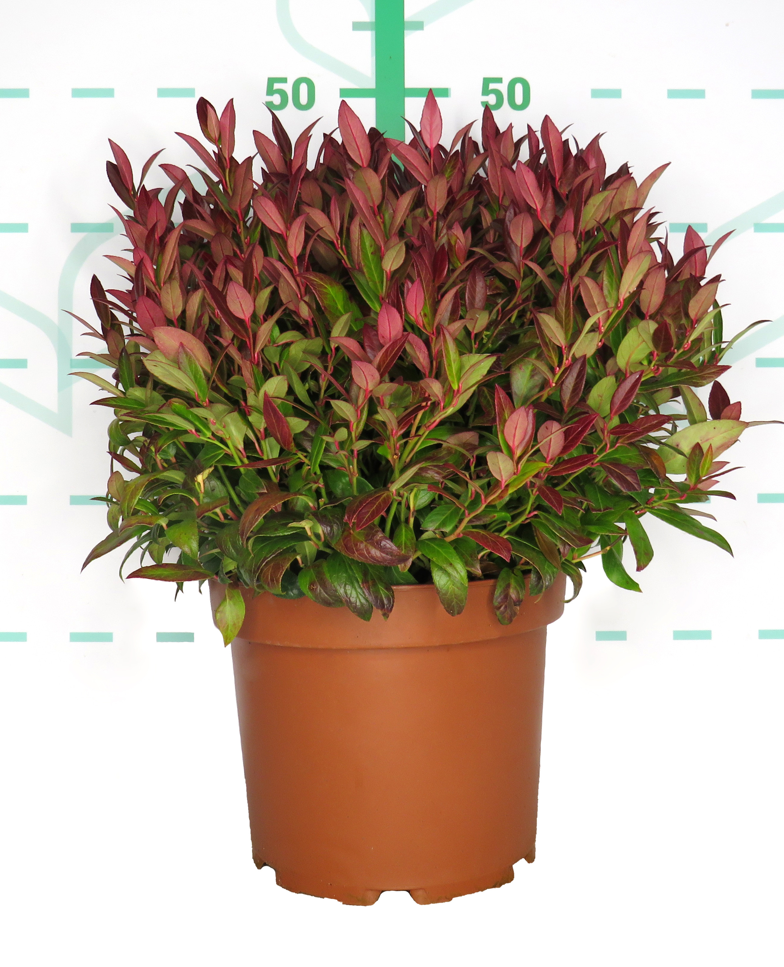 Leucothoe "Zeblid" 5L 25/35