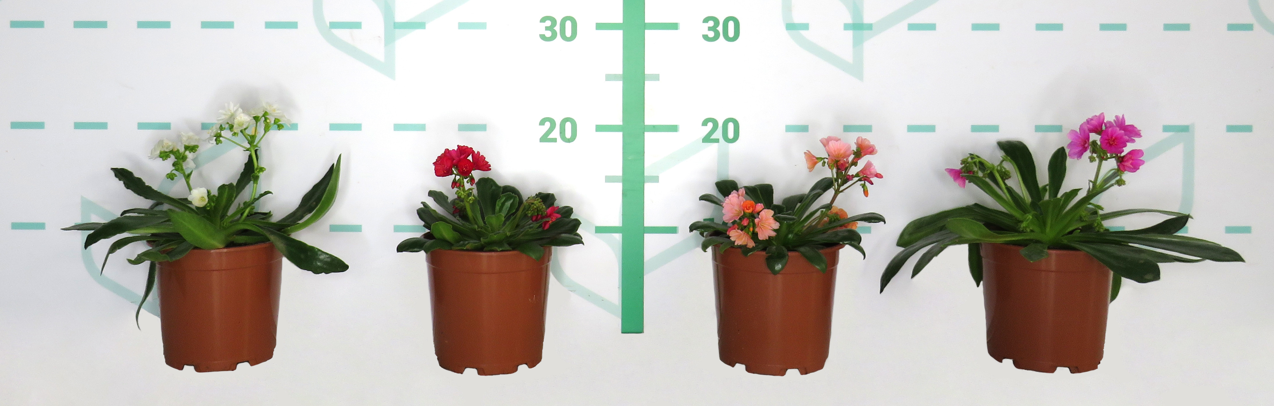 Powers To Flowers - Lewisia Cotyledon In Vaso Ceramica Rosso A Cerchi Concentrici Pianta Vera