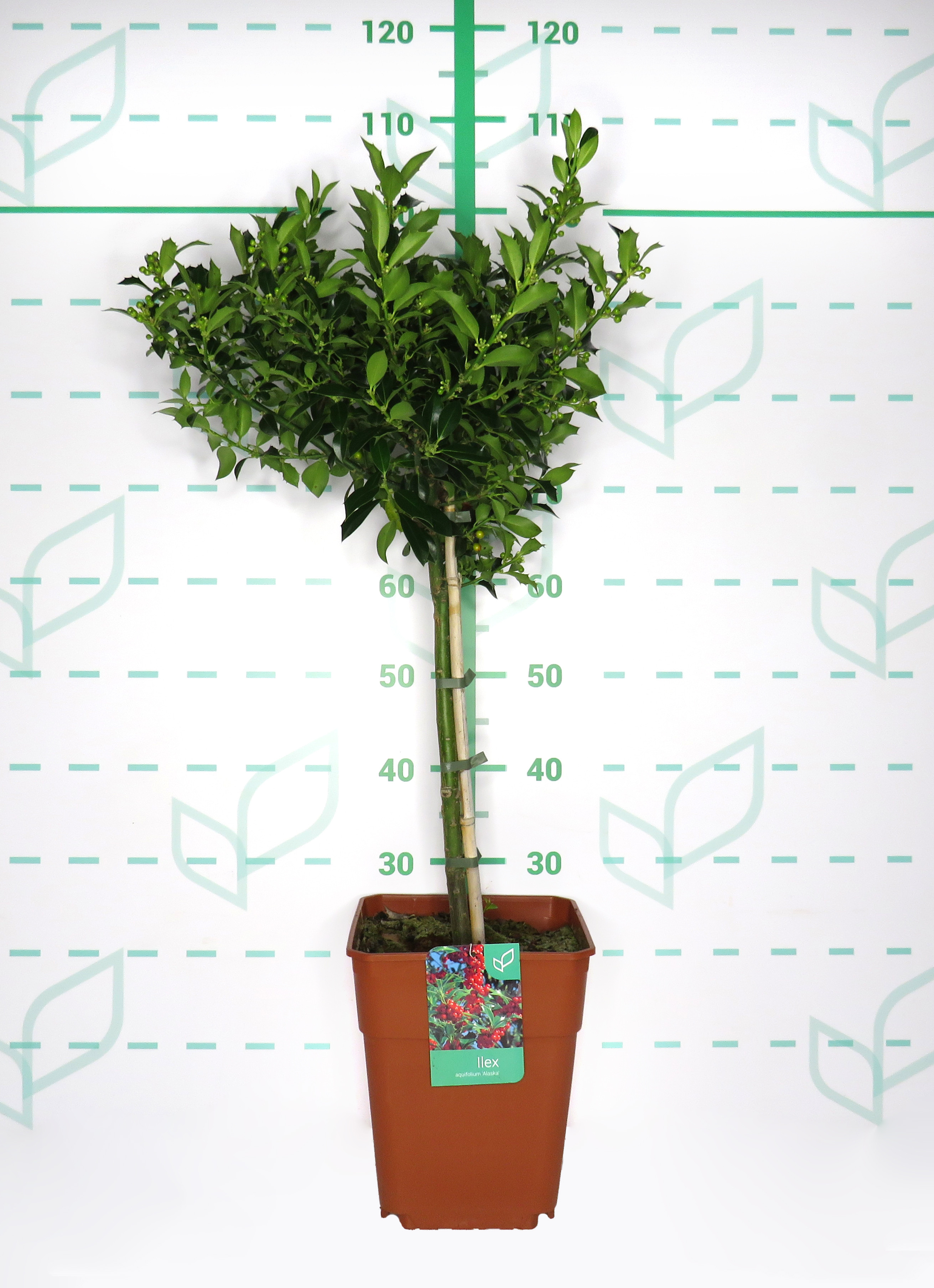 Ilex aquifolium "Alaska" 11L Cuadrada Ht 80/100 40/50 (Mini Copa)
